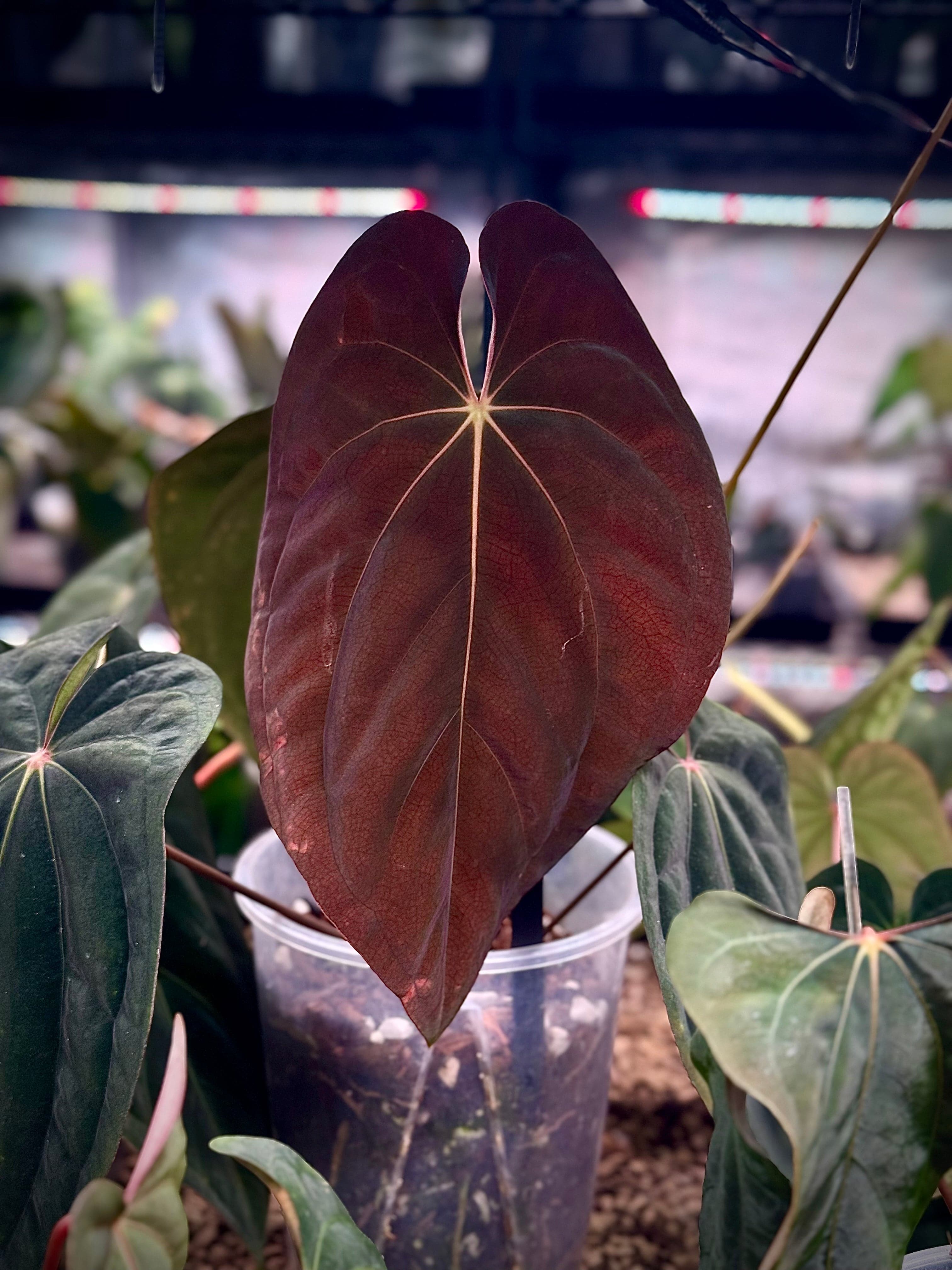 Anthurium BVEP 'Felix' x sp. Nov DF - SMUKHI