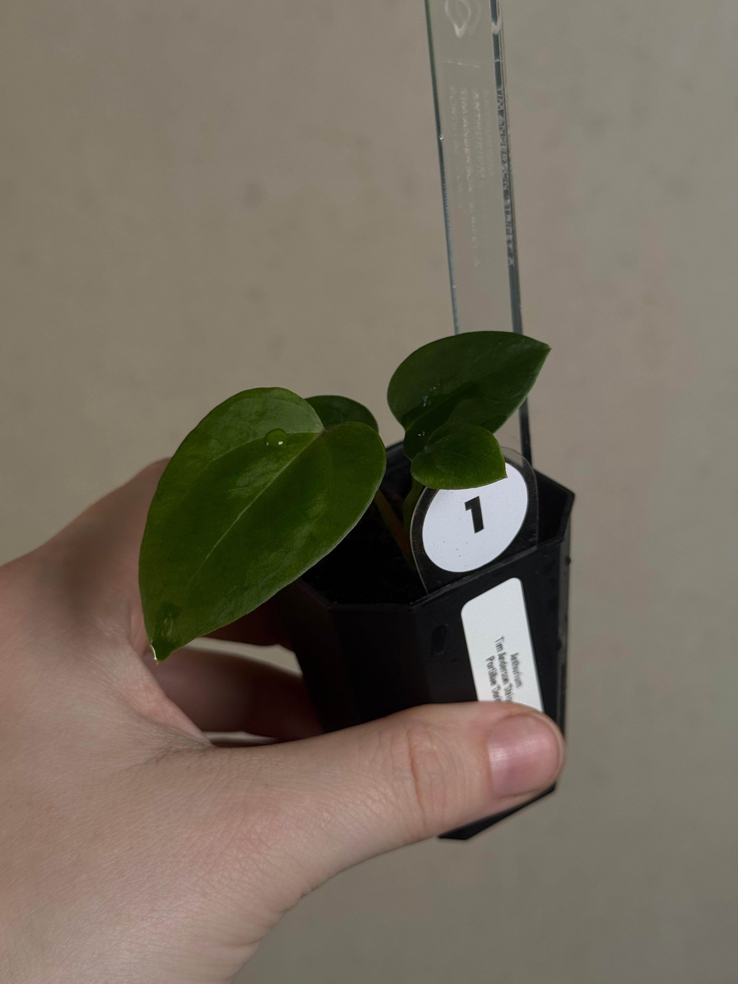 Anthurium Tim Anderson ‘Stripey’ x Portillae ‘Dorito’