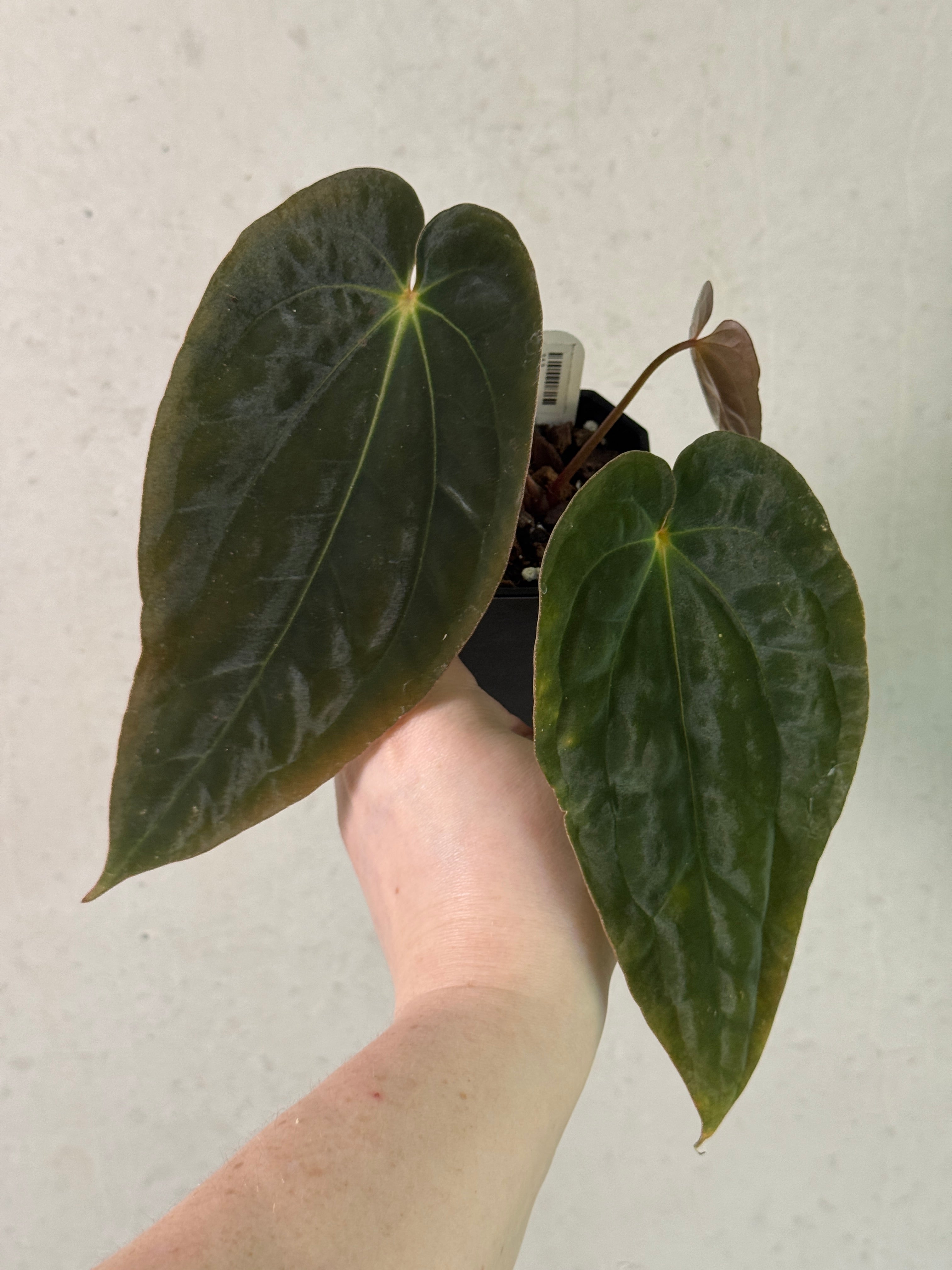 Anthurium BVEP ('Round' x RA1) x (WU1 x 'Oliver')