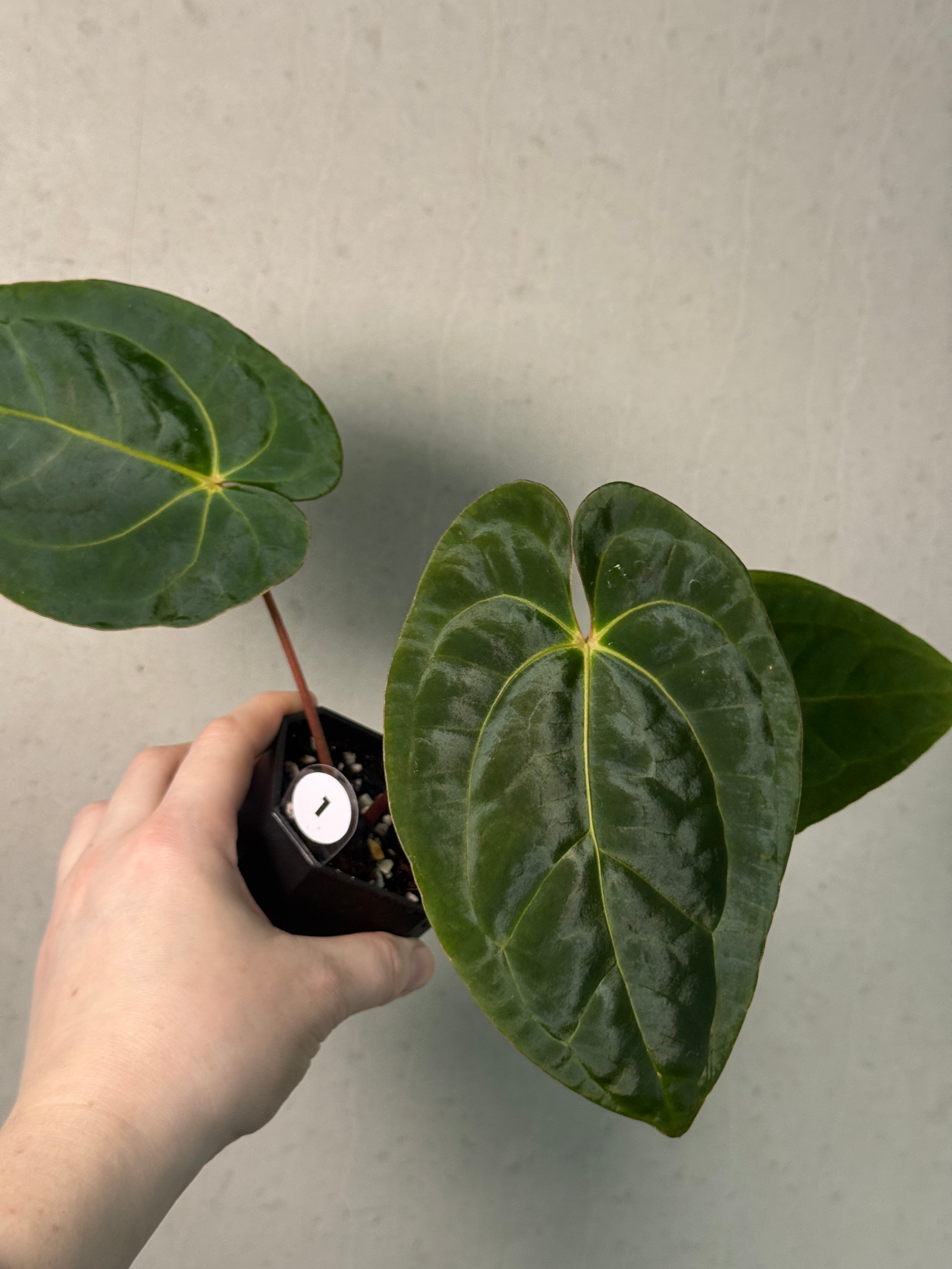 Anthurium Papillilaminum 'Guna Yala' x Luxurians - SMUKHI