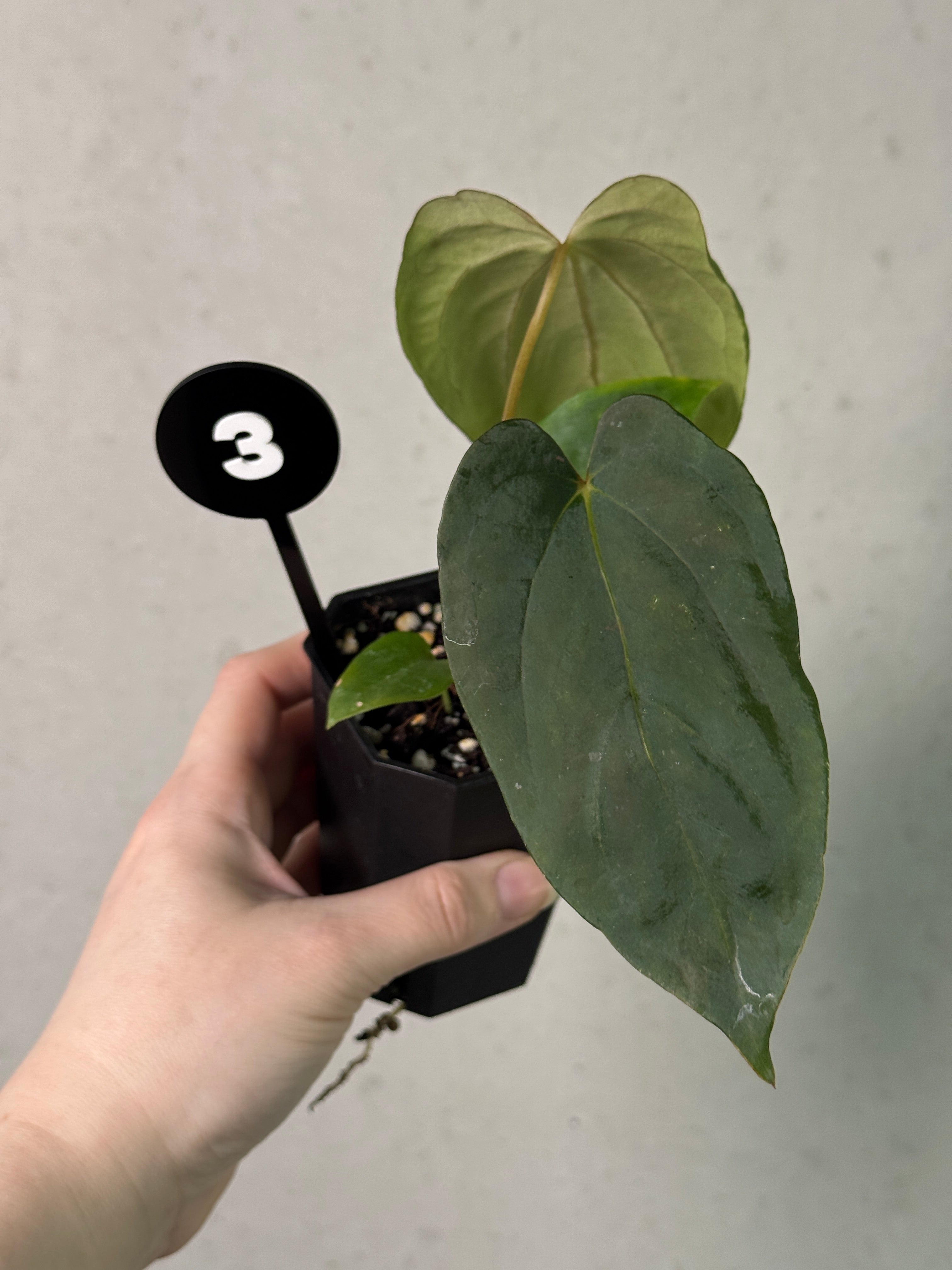 Anthurium Fort Sherman S1 x (Ralph Lynam x Fort Sherman)