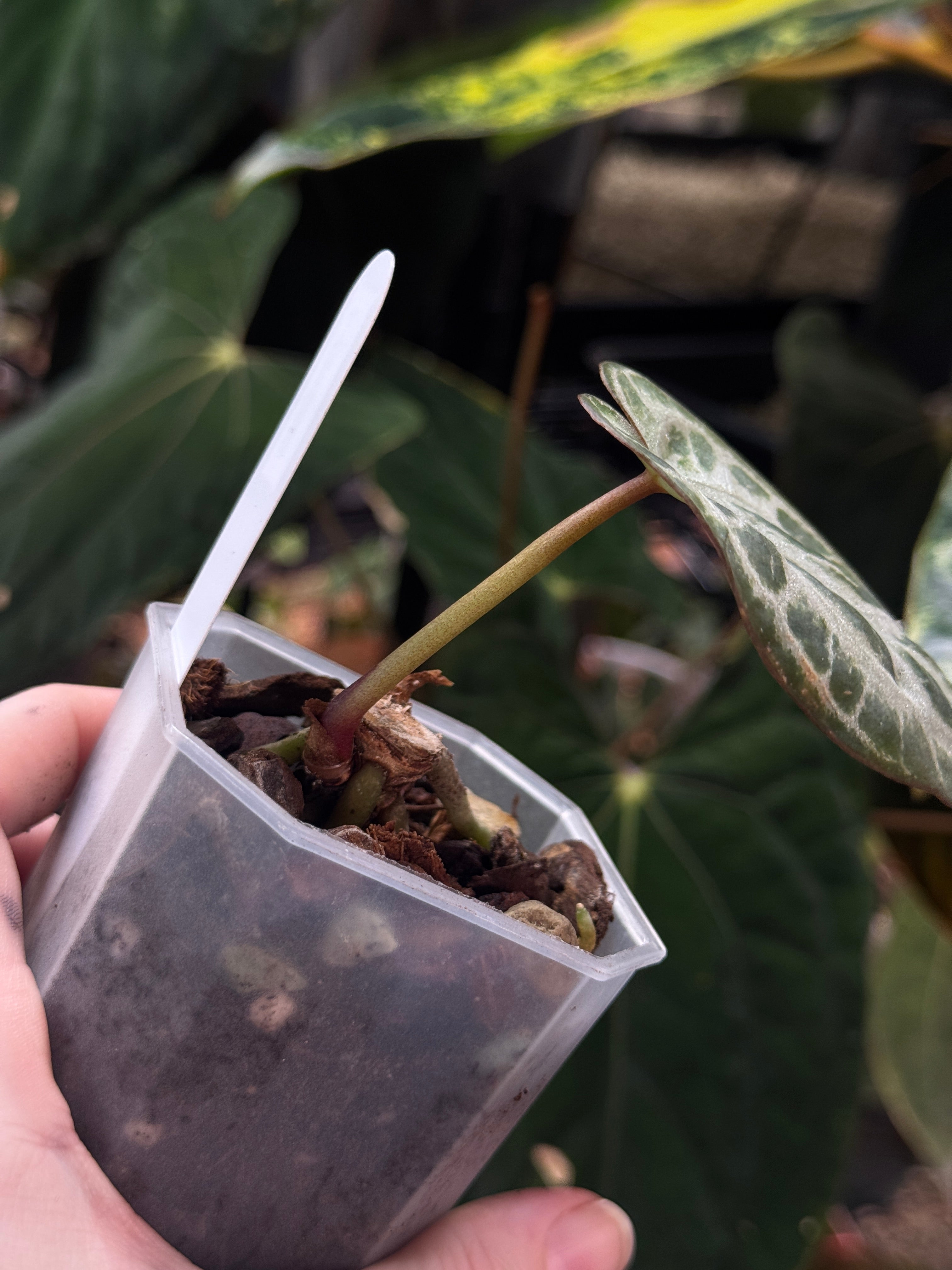 Anthurium Red Crystal Blush '2' x '1' - Clone - SMUKHI