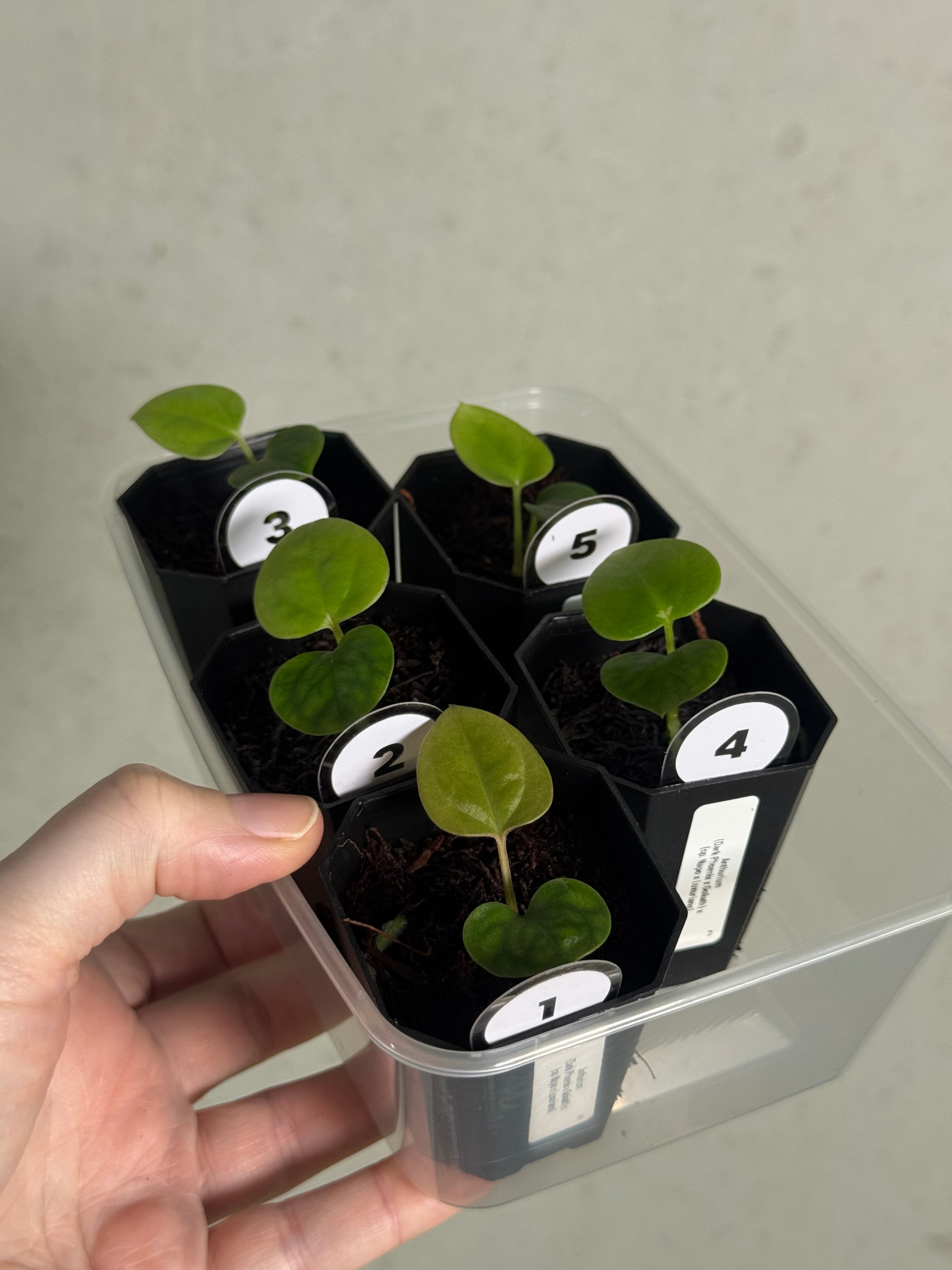 Anthurium (Dark Phoenix x Goliath) x (sp. Napo x Luxurians) - SMUKHI