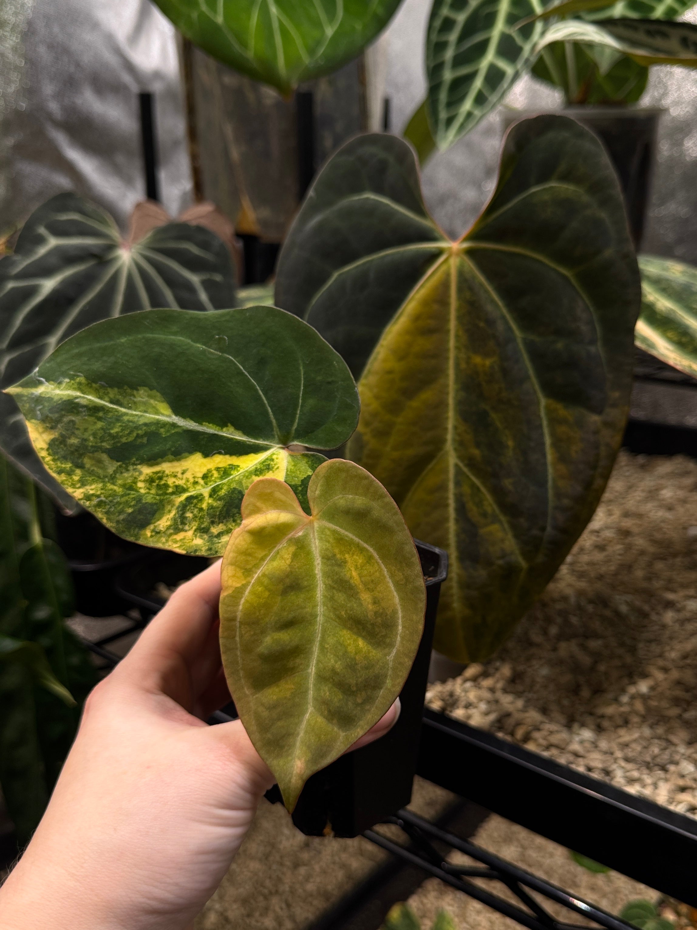 Anthurium 'Black Venom' Variegata plant by Diandra, showing dark, variegated leaves with glossy green and black tones.