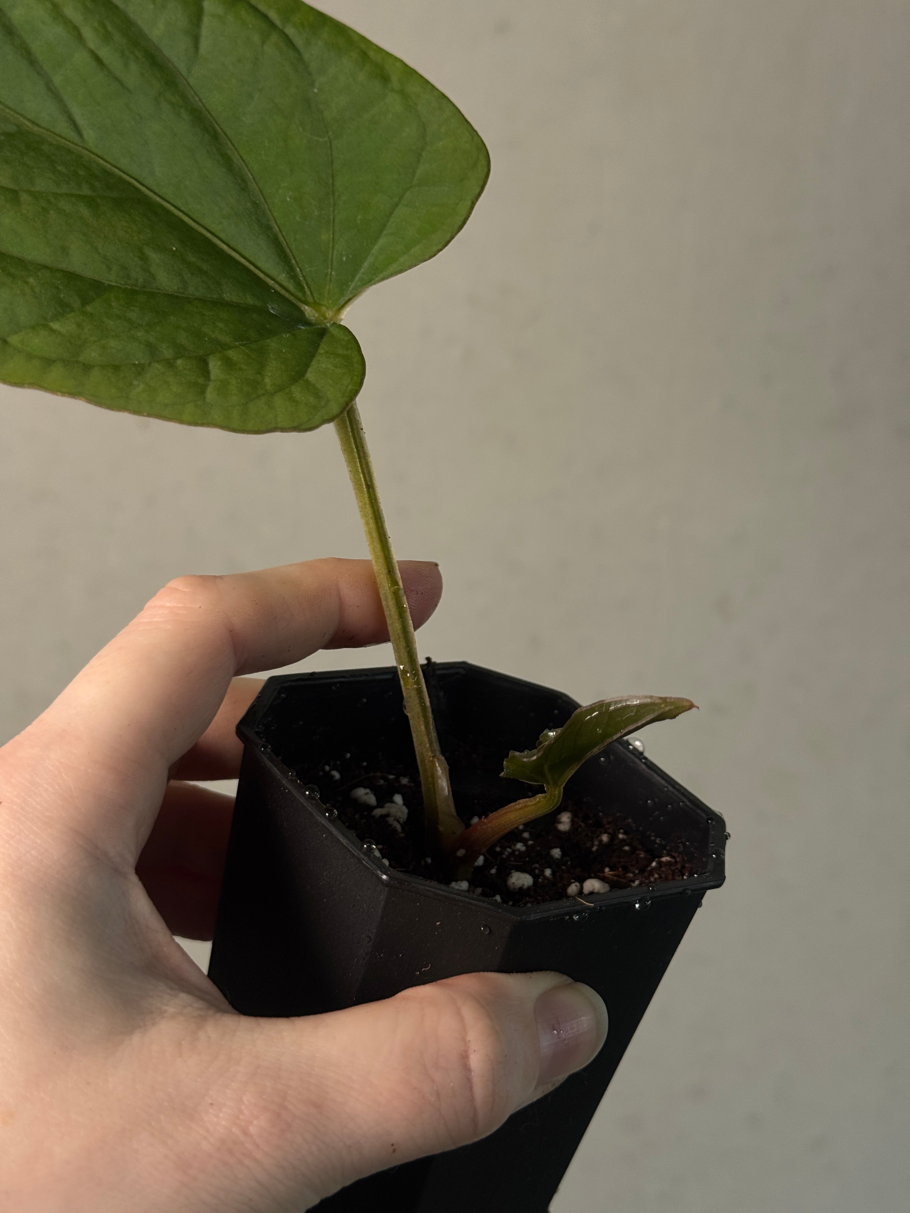 Anthurium Kunayalense (RA lineage) - Clone - Pre-order