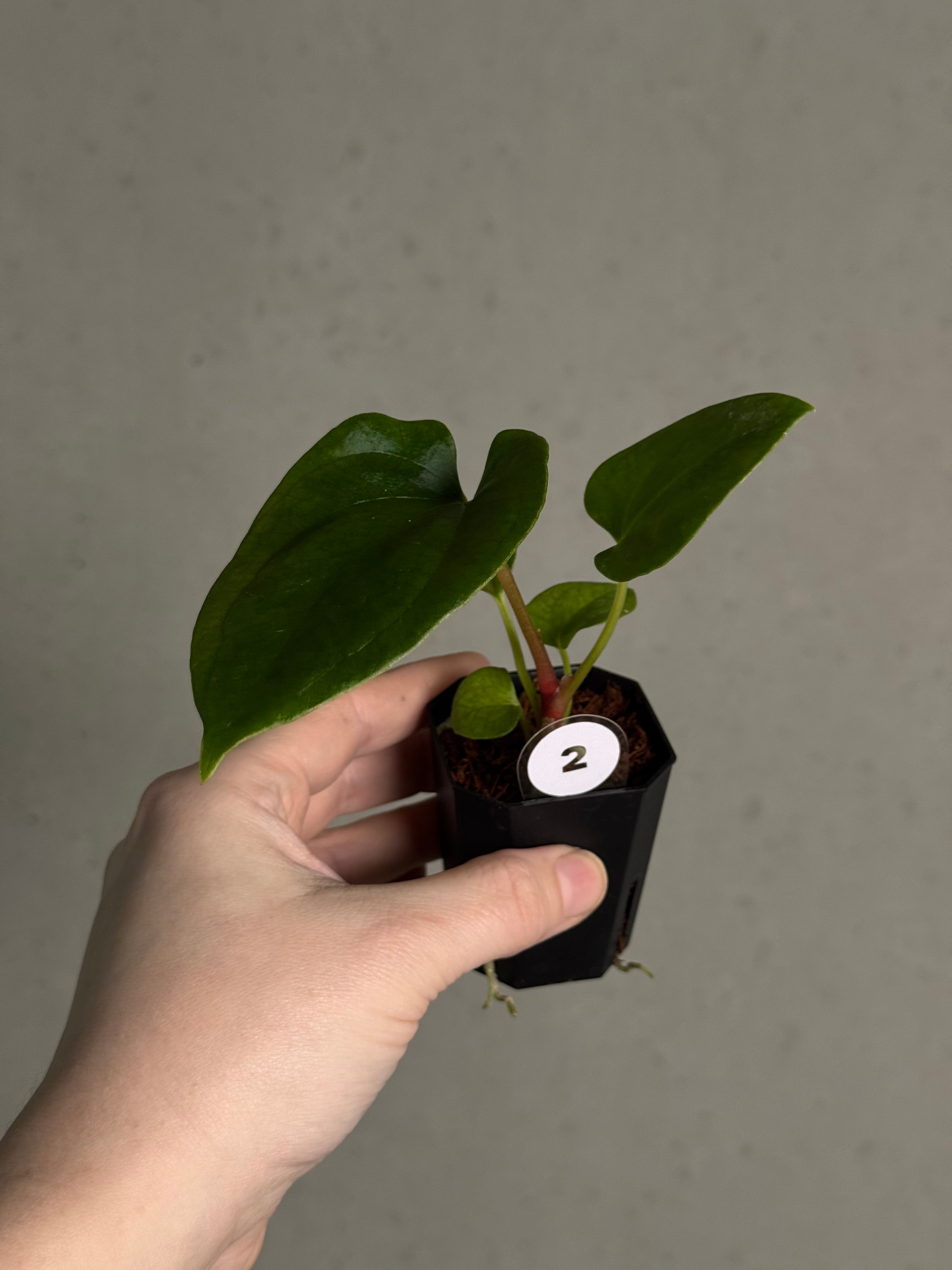 Anthurium (Fort Sherman x Dressleri RG) x (Ralph Lynam x self) - SMUKHI