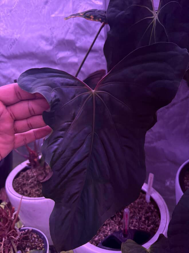 Anthurium Ralph Lynam x self