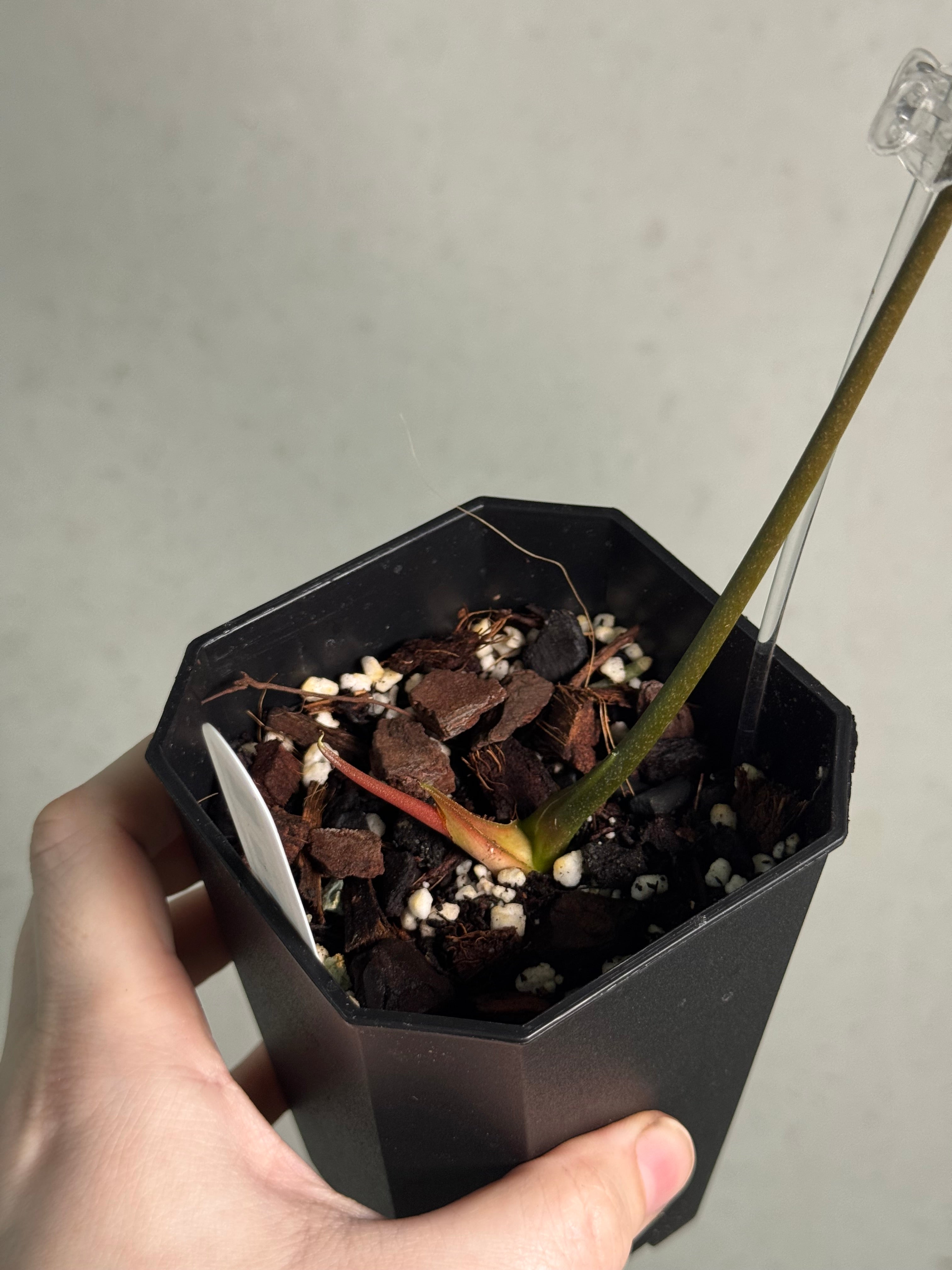 Anthurium (Subsignatum x Papillilaminum 'Marie') x FSxRL ‘Grim Reaper’ - SMUKHI