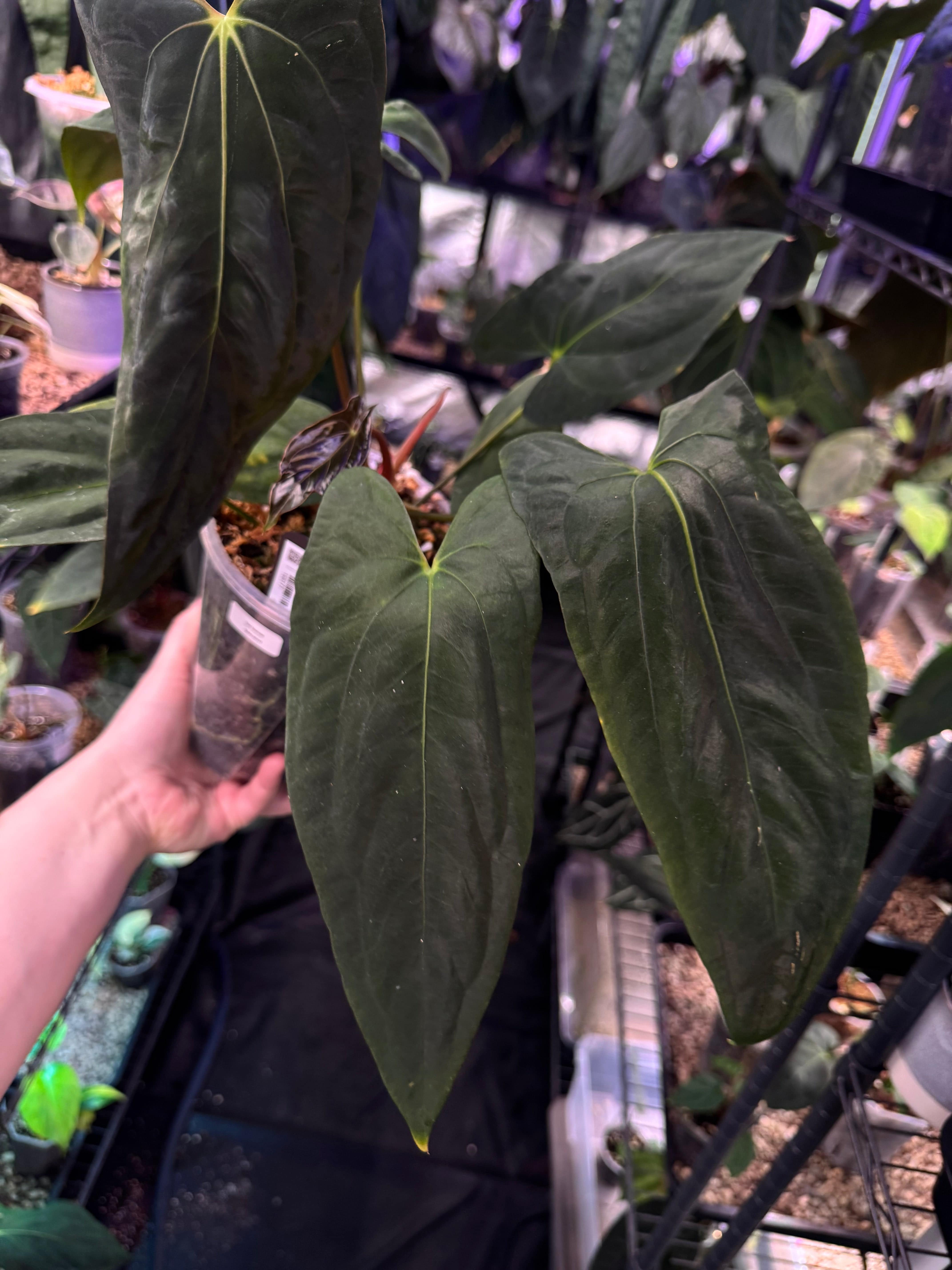 NFS: Anthurium Fort Sherman - SMUKHI