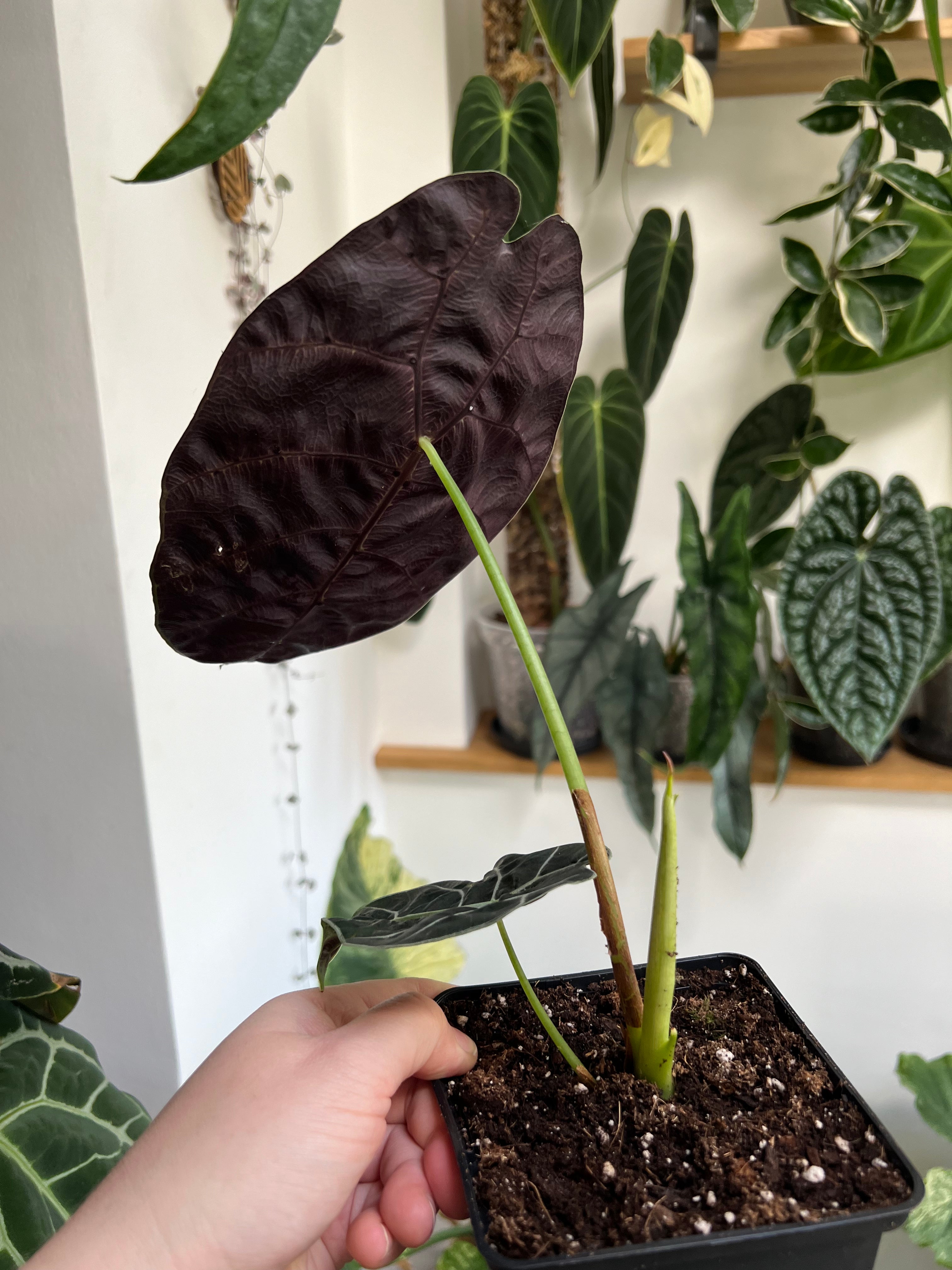Alocasia Watsoniana - Medium Size