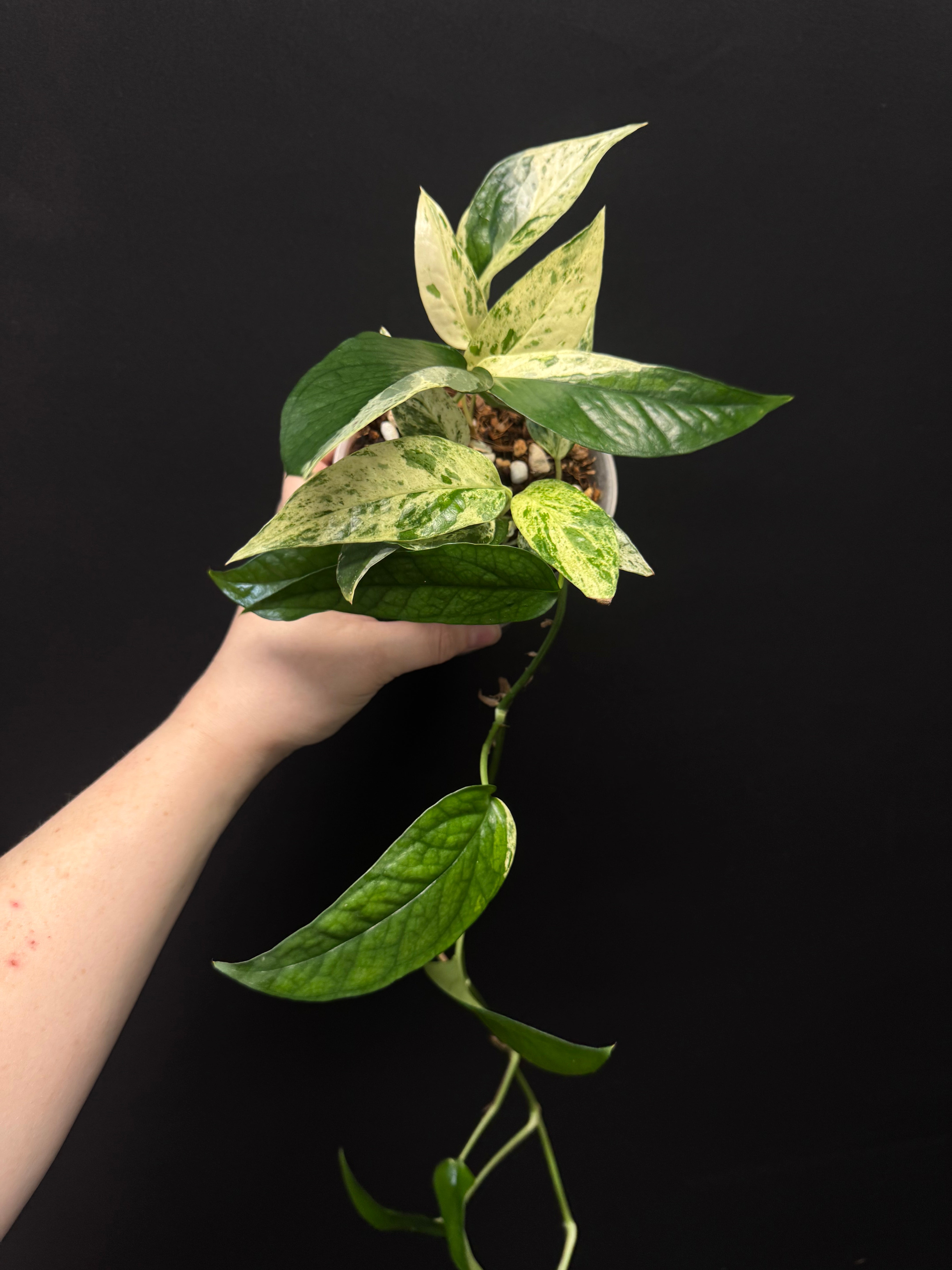 Clearance Sale -50% off - Various plants