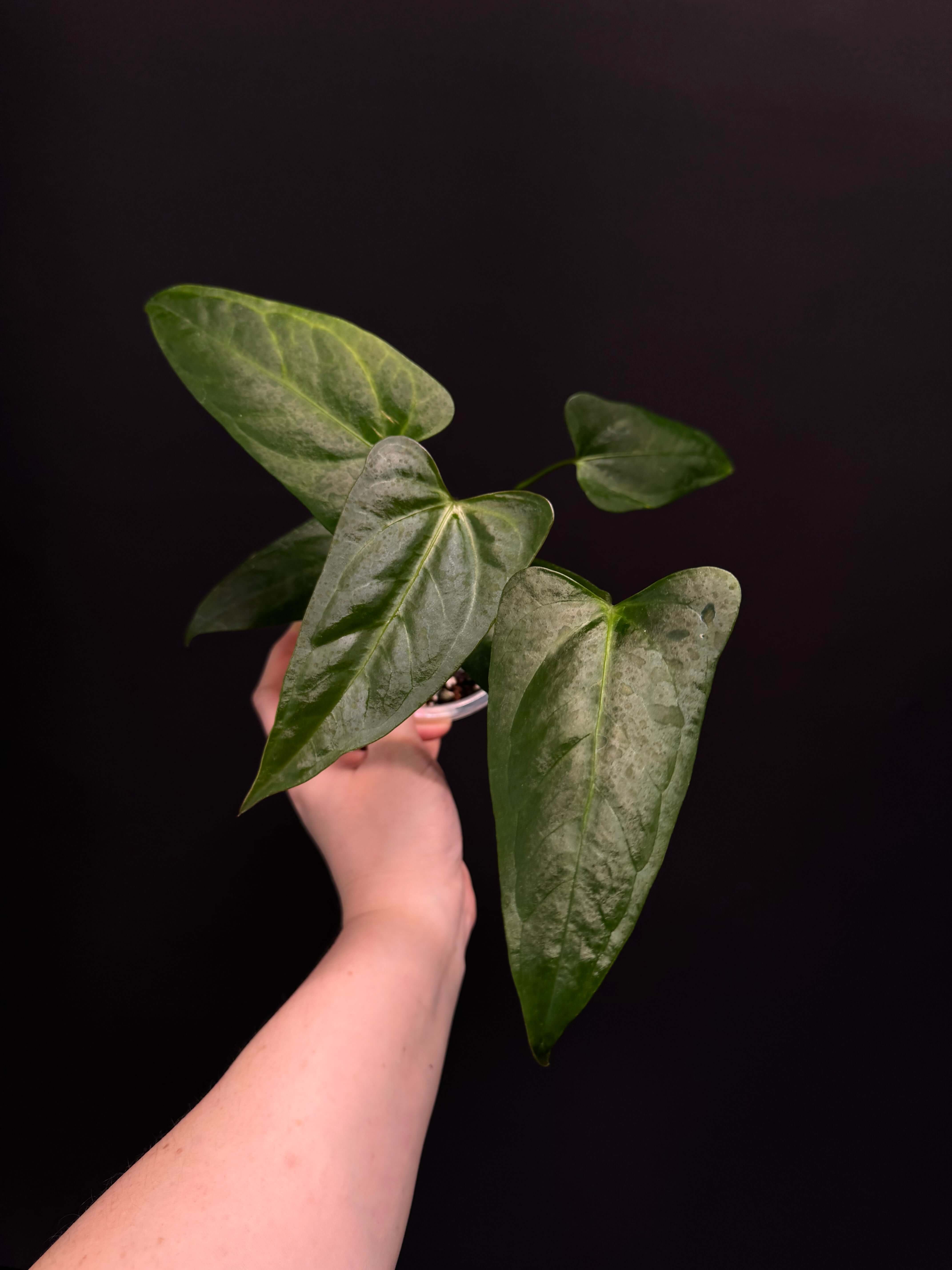 Anthurium Papillilaminum hybrid 'Corduroy' x Velvet Moira - SMUKHI