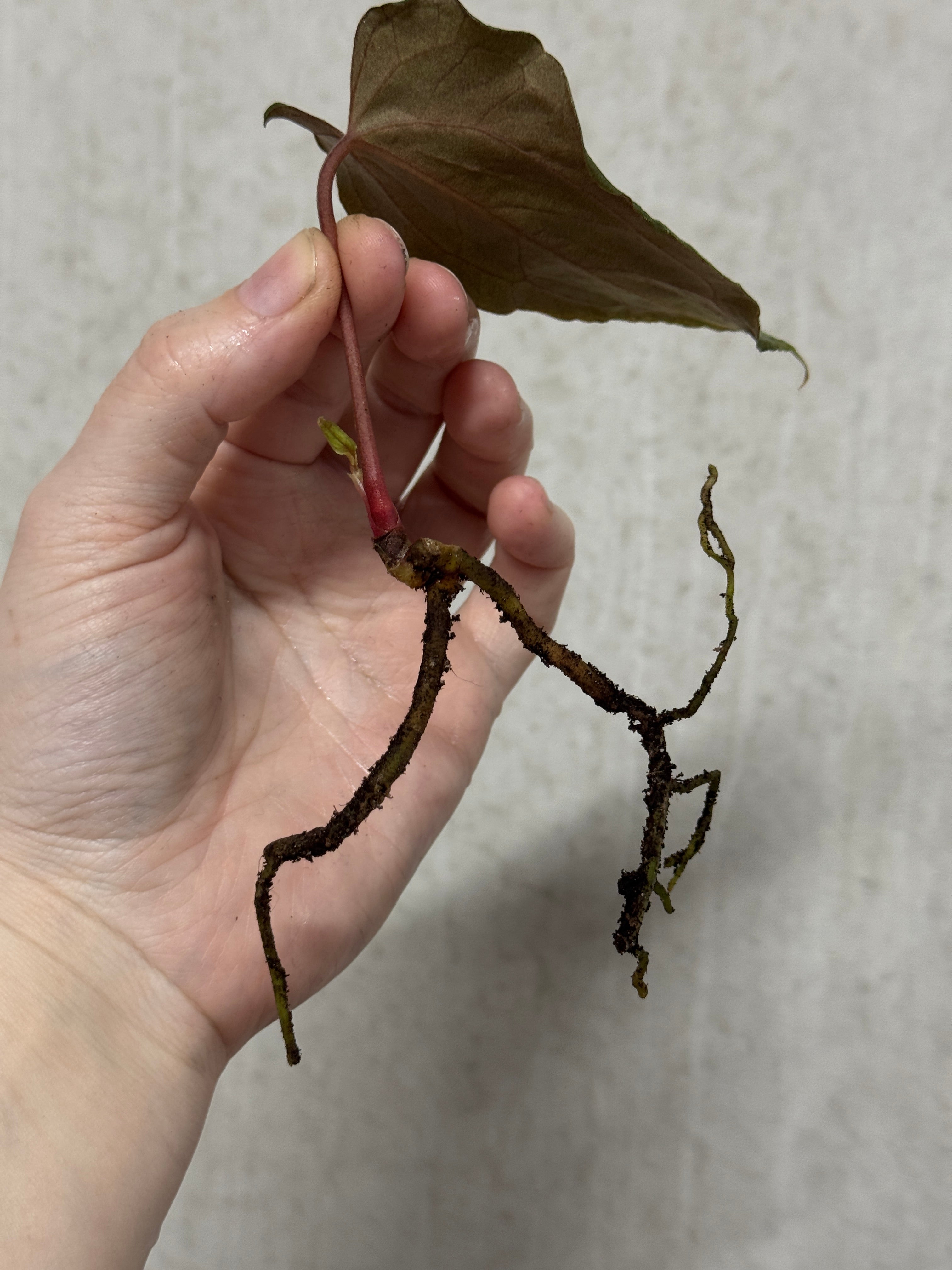 Anthurium FSxRL 'Grim Reaper' Reaper' S1 - Clone