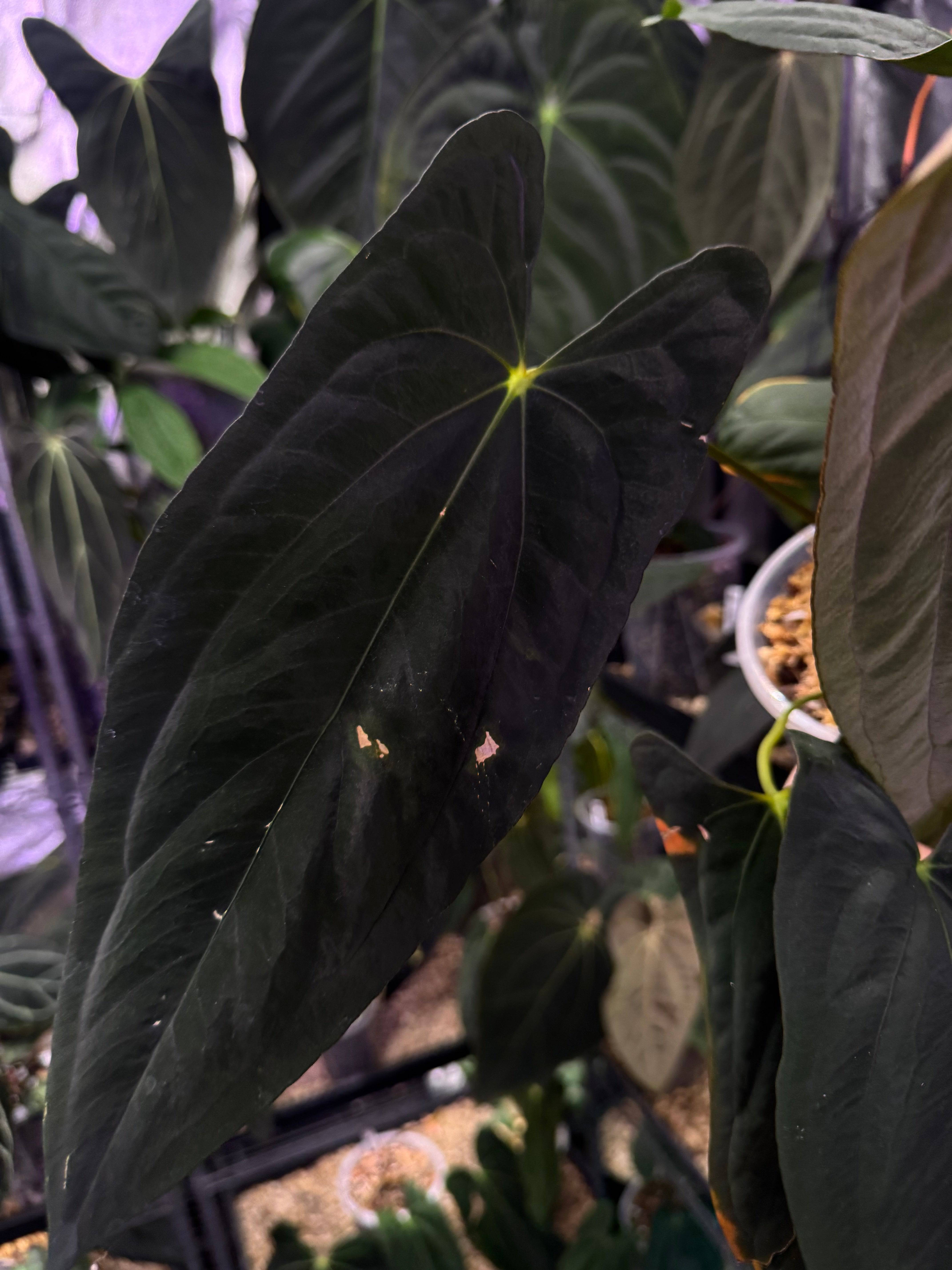 Anthurium Papillilaminum 'Marie' x self - Clone - SMUKHI