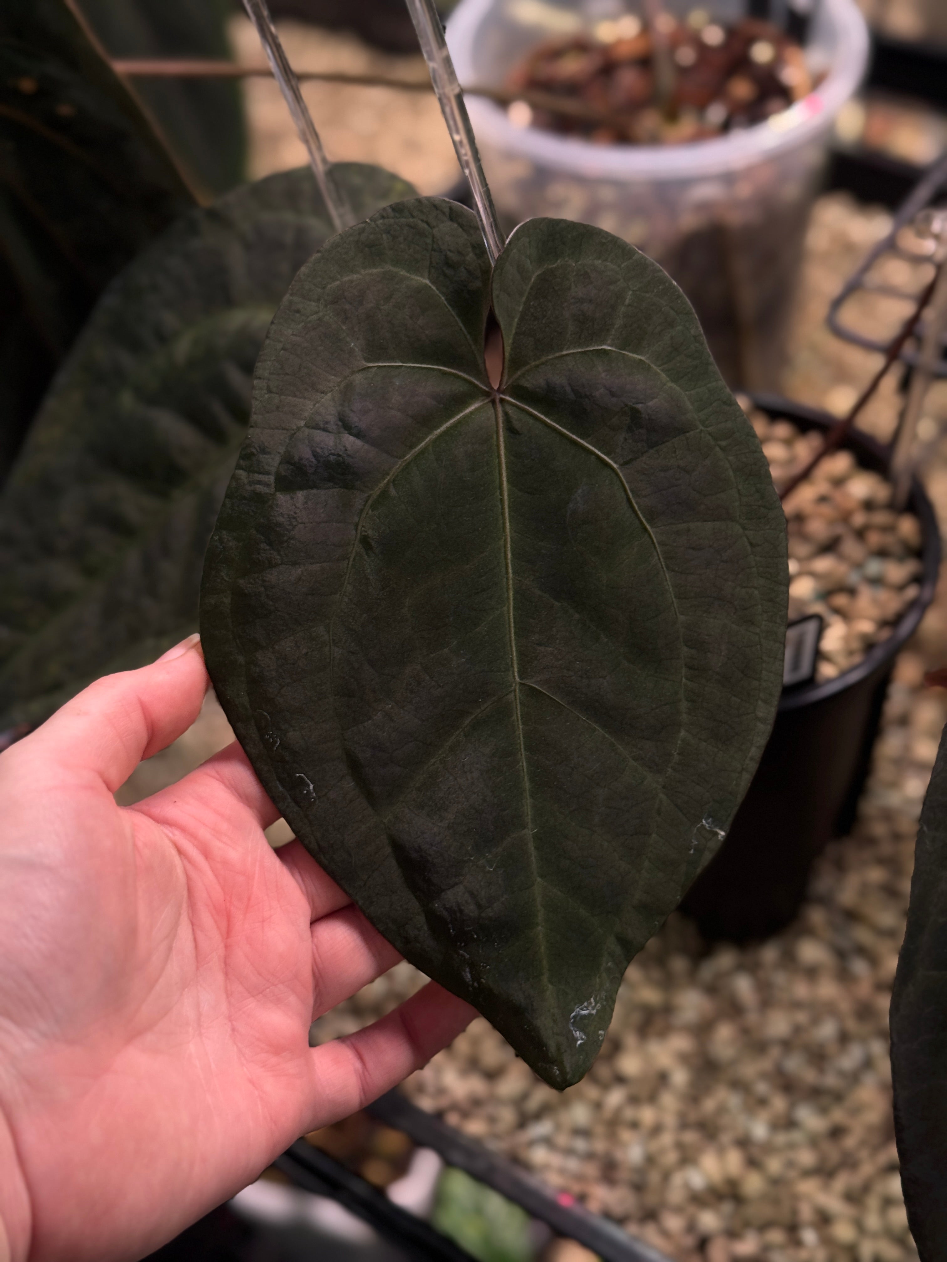 NFS: Anthurium Ace of Spades Dark Form