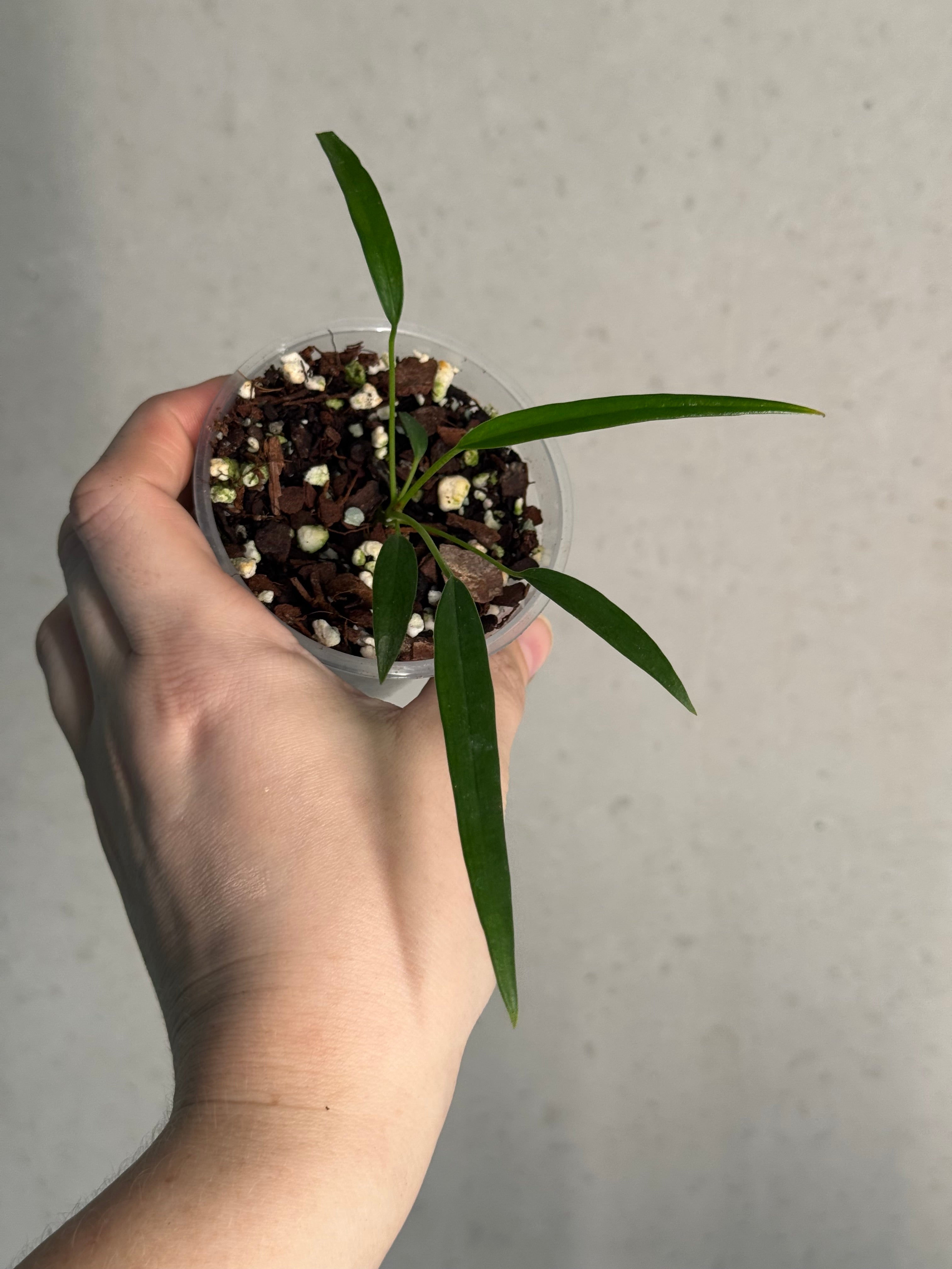 Anthurium Friedrichsthalii S1