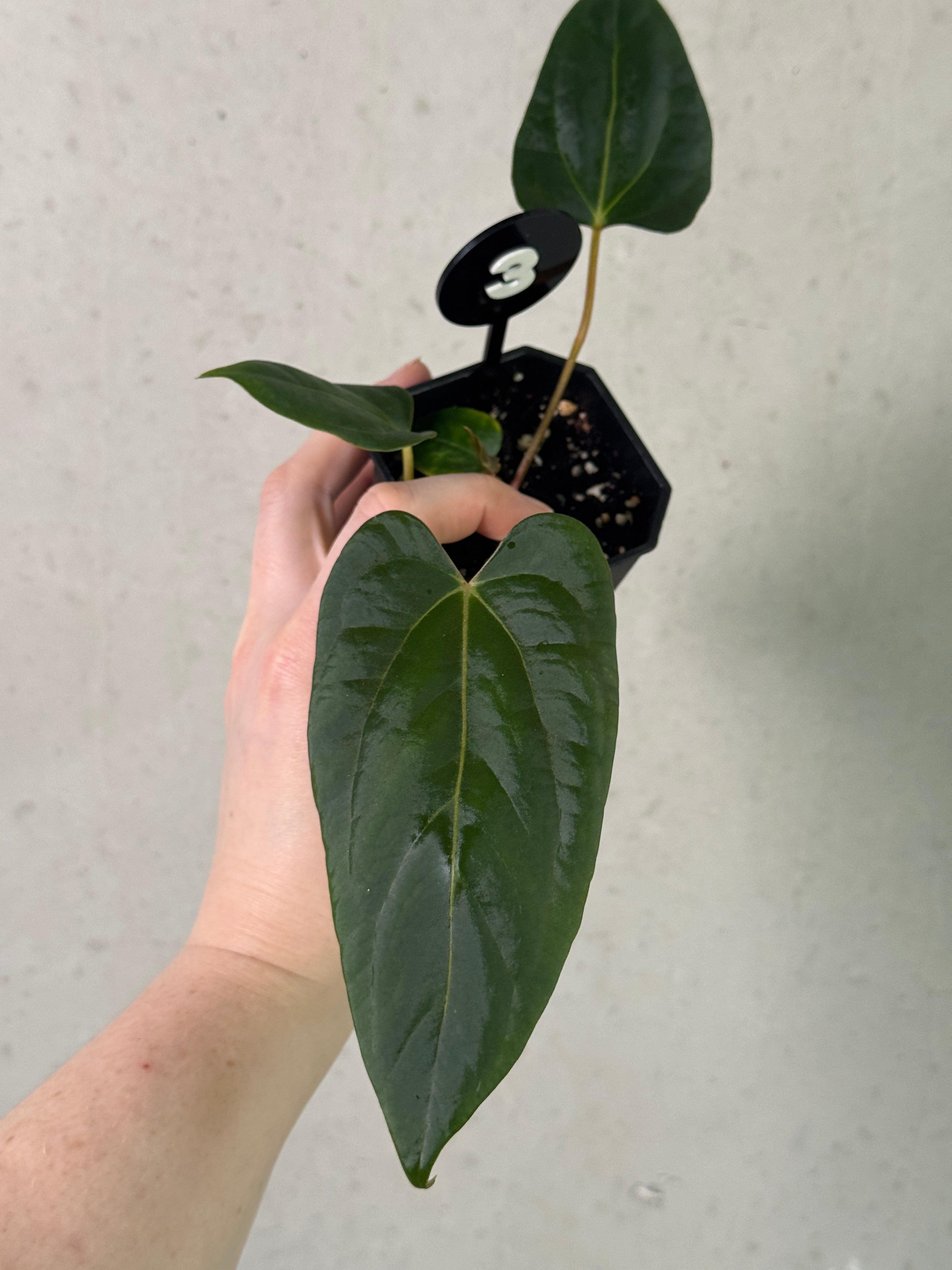Anthurium Fort Sherman S1 x Carlablackiae x