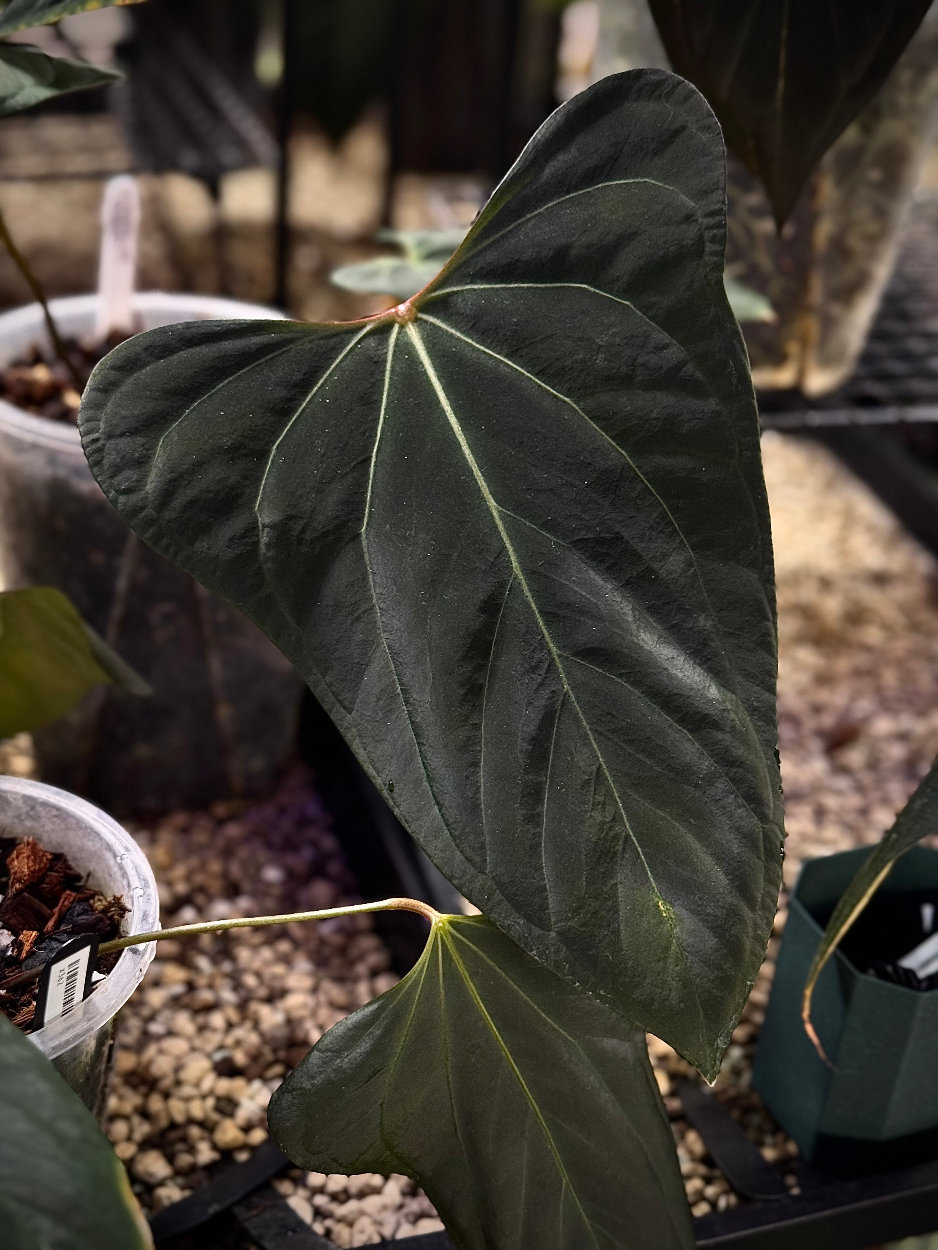 NFS: Anthurium Portillae 'Dorito'