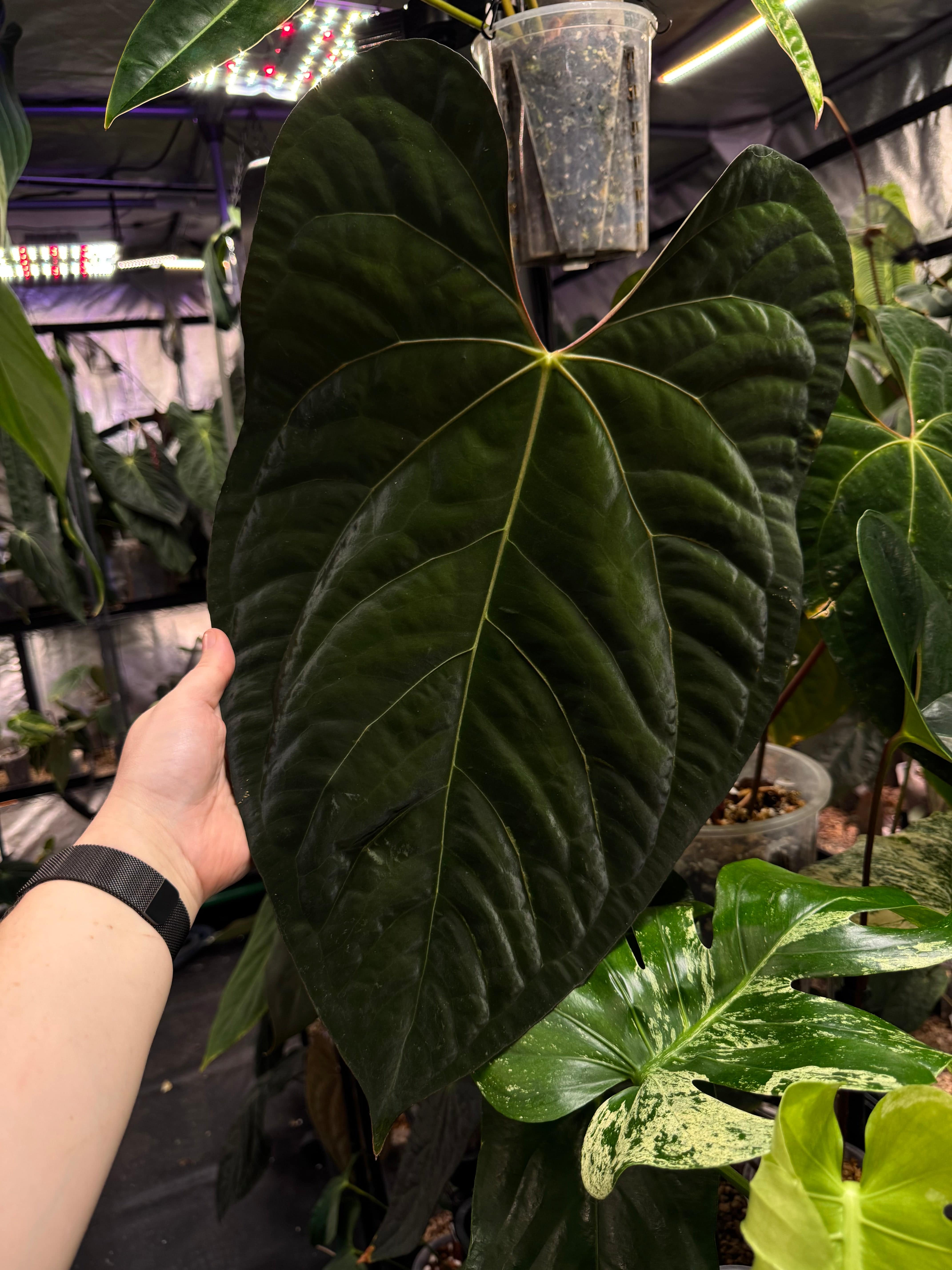 Dark form Anthurium Ace of Spades and Papillilaminum 'Marie' plants, lush green and dark foliage, from SMUKHI.