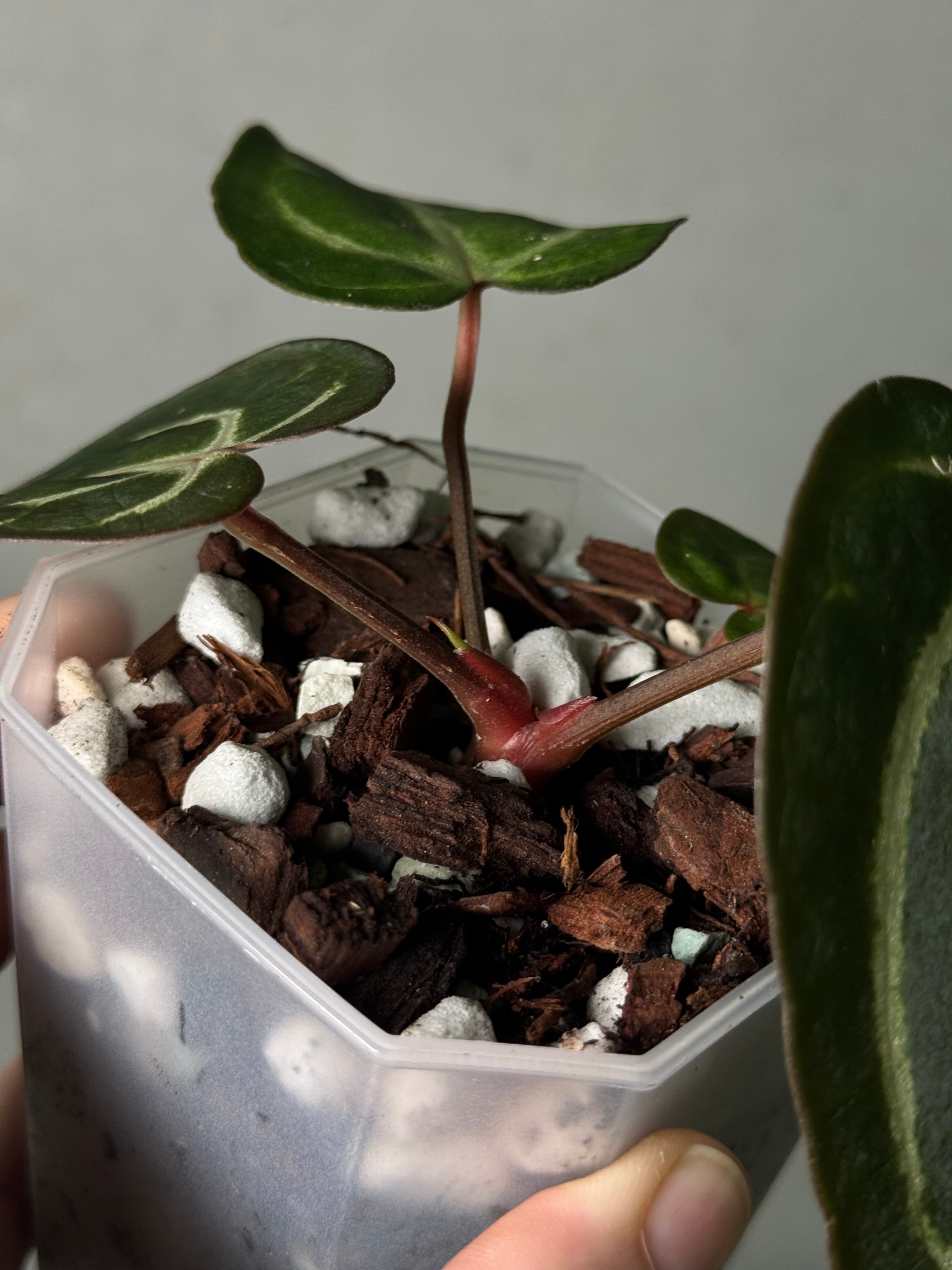 Anthurium Carlablackiae ‘Round’ x GPH-001