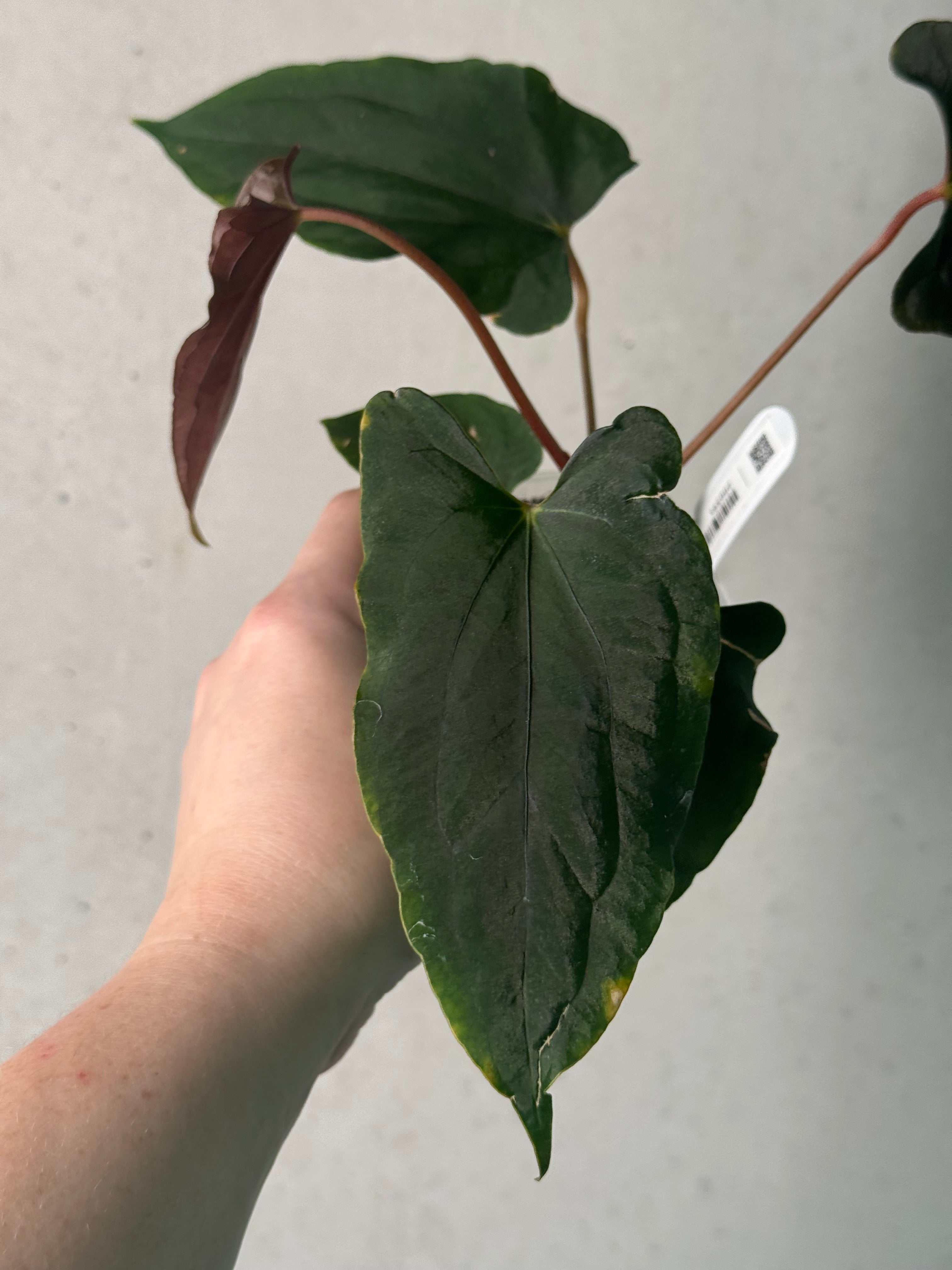 NFS: Anthurium (Ralph Lynam x Fort Sherman) x Ralph Lynam S1