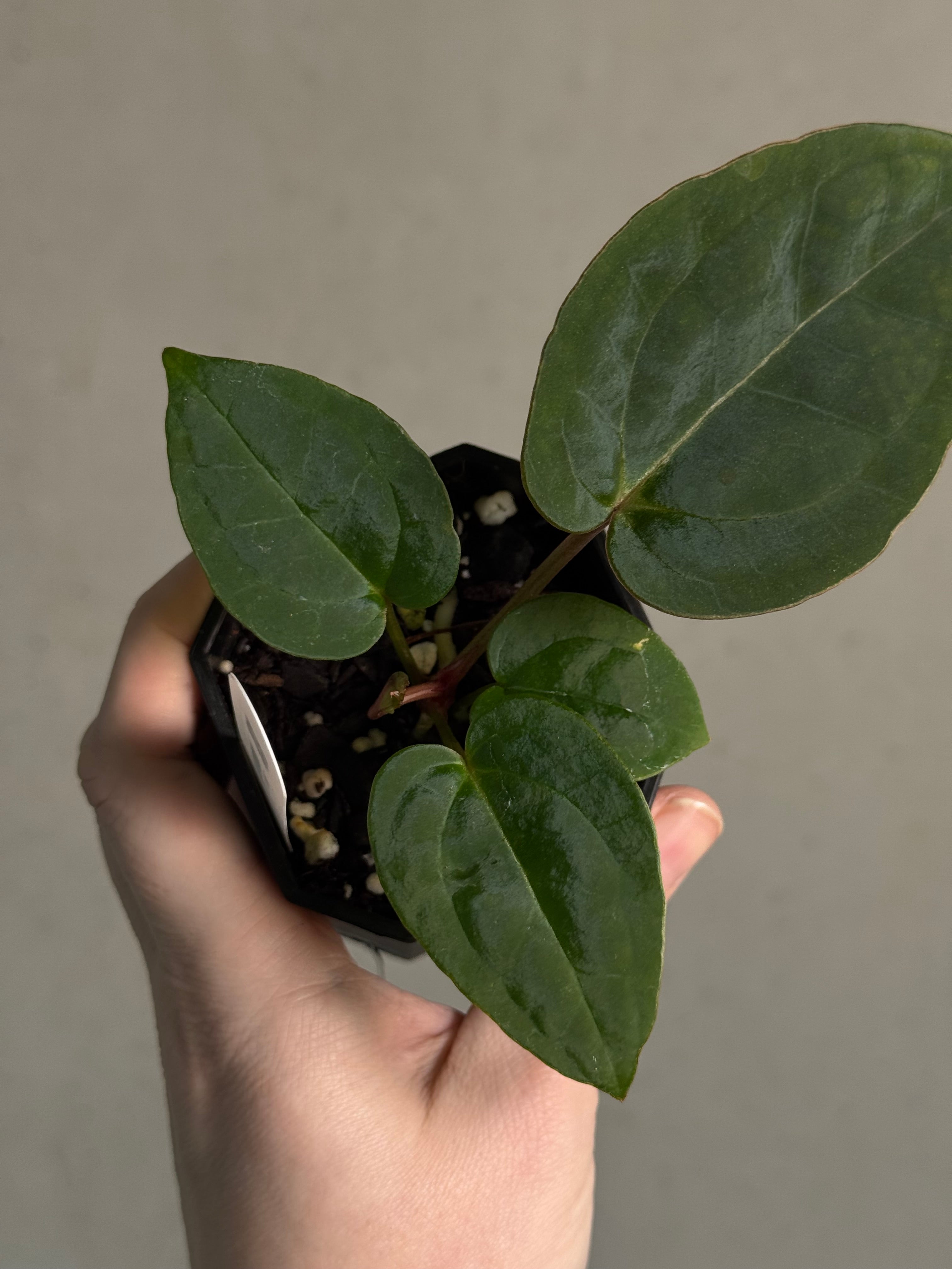 Anthurium 'Carbon' (Black Muscle x Michelle) - SMUKHI