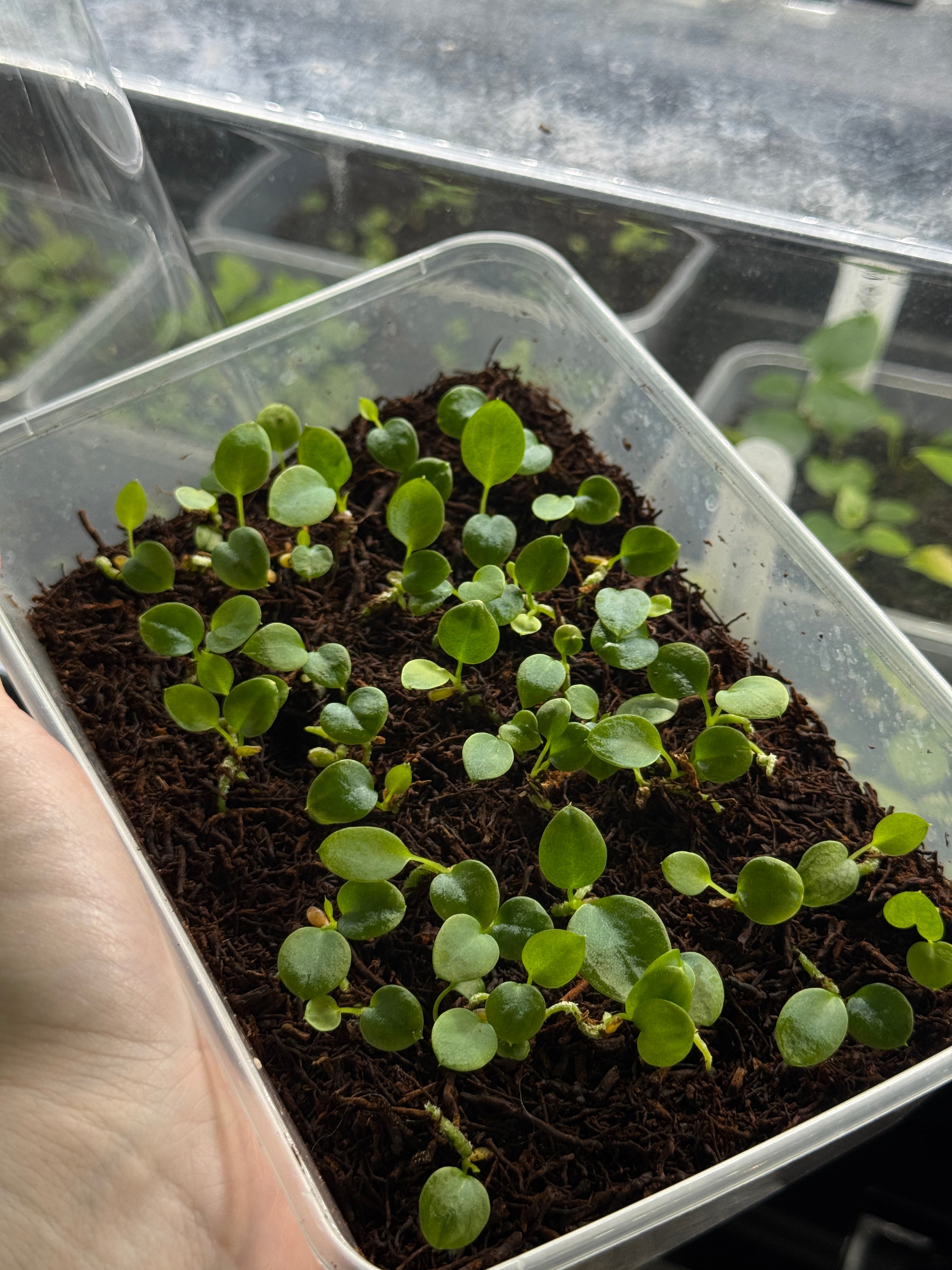 Anthurium Pallidiflorum (sets)