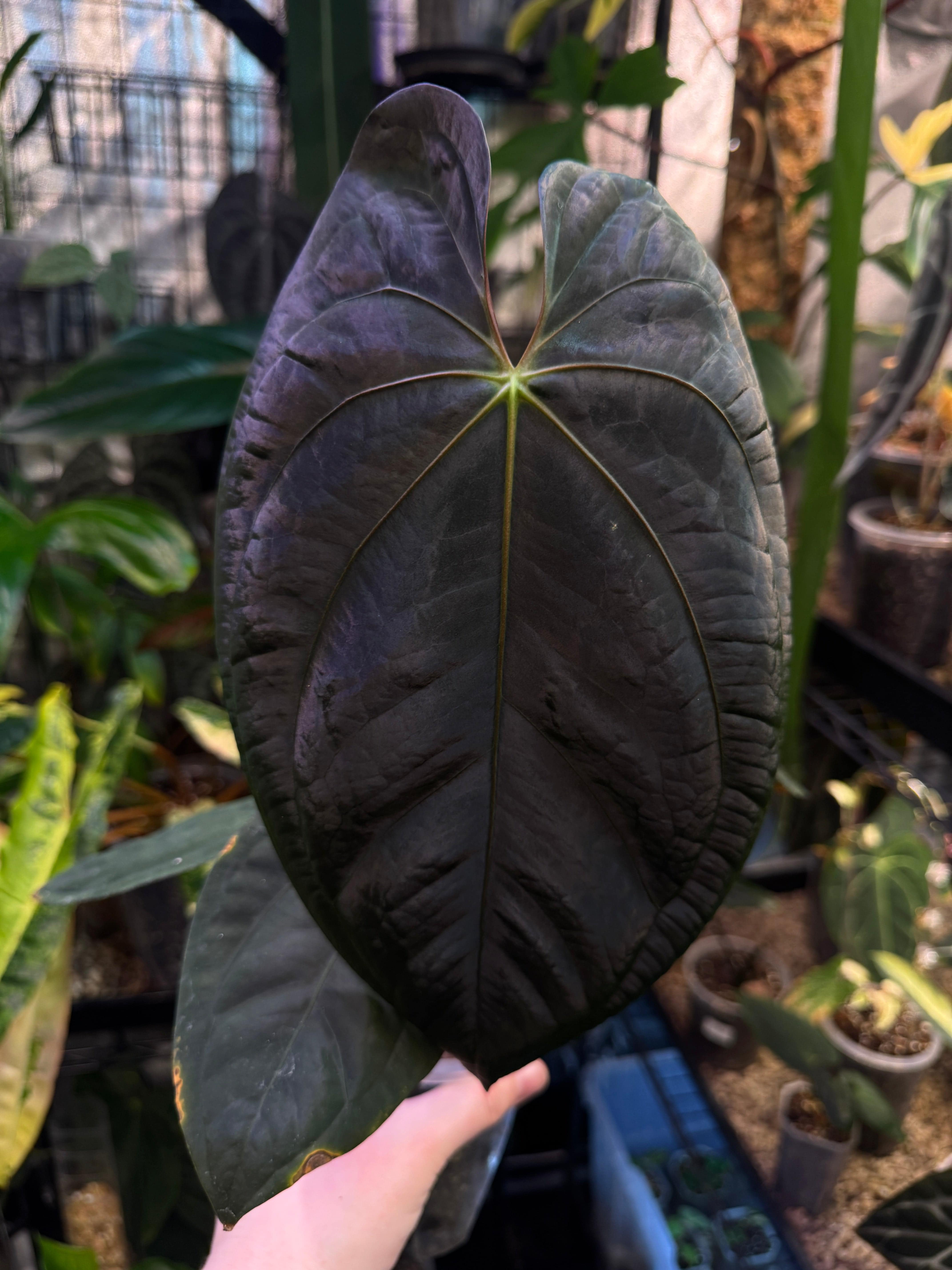 NFS: Anthurium Goliath x Dark Phoenix - SMUKHI