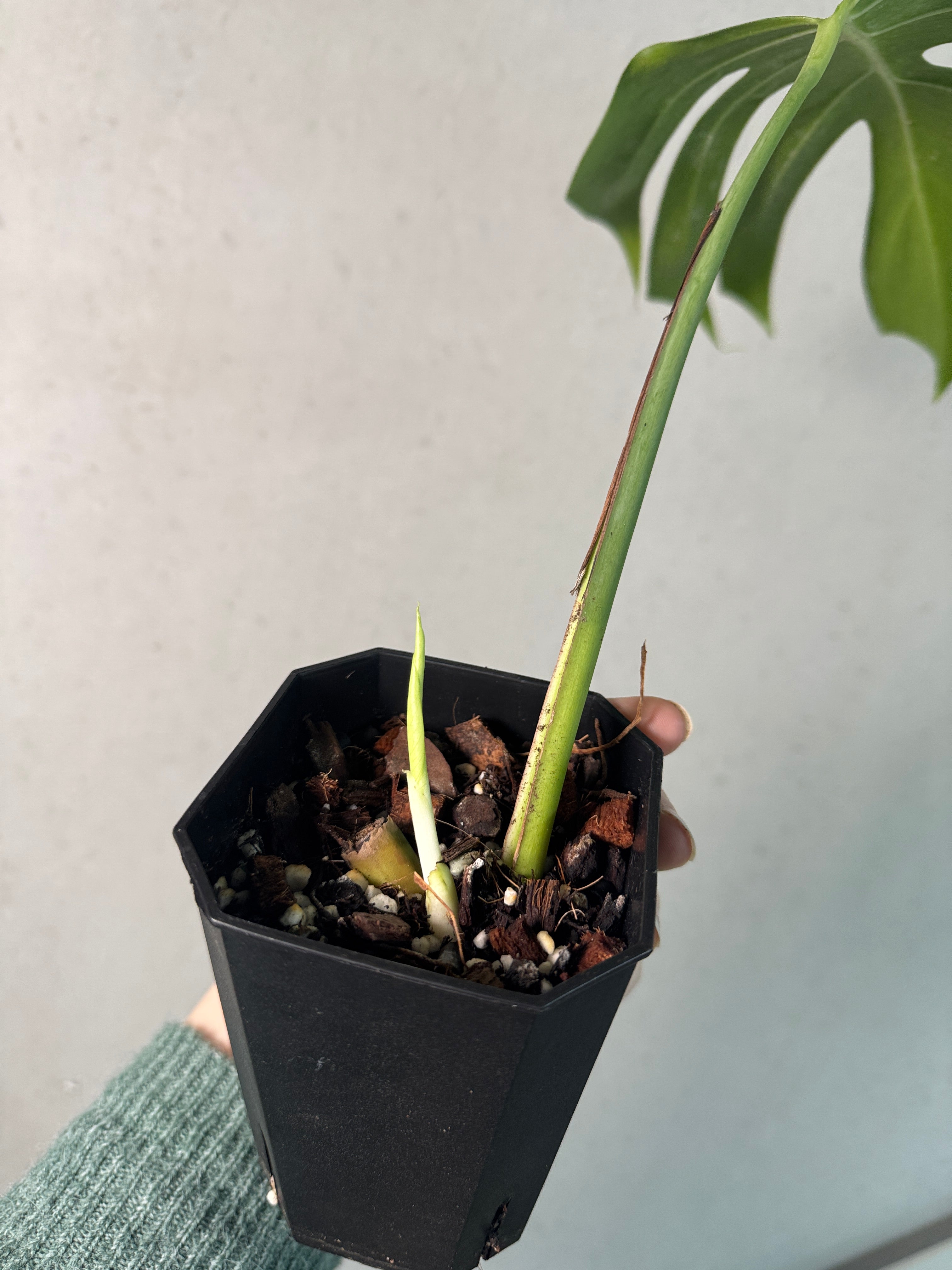 Monstera Sierrana Mexican Form - Clone