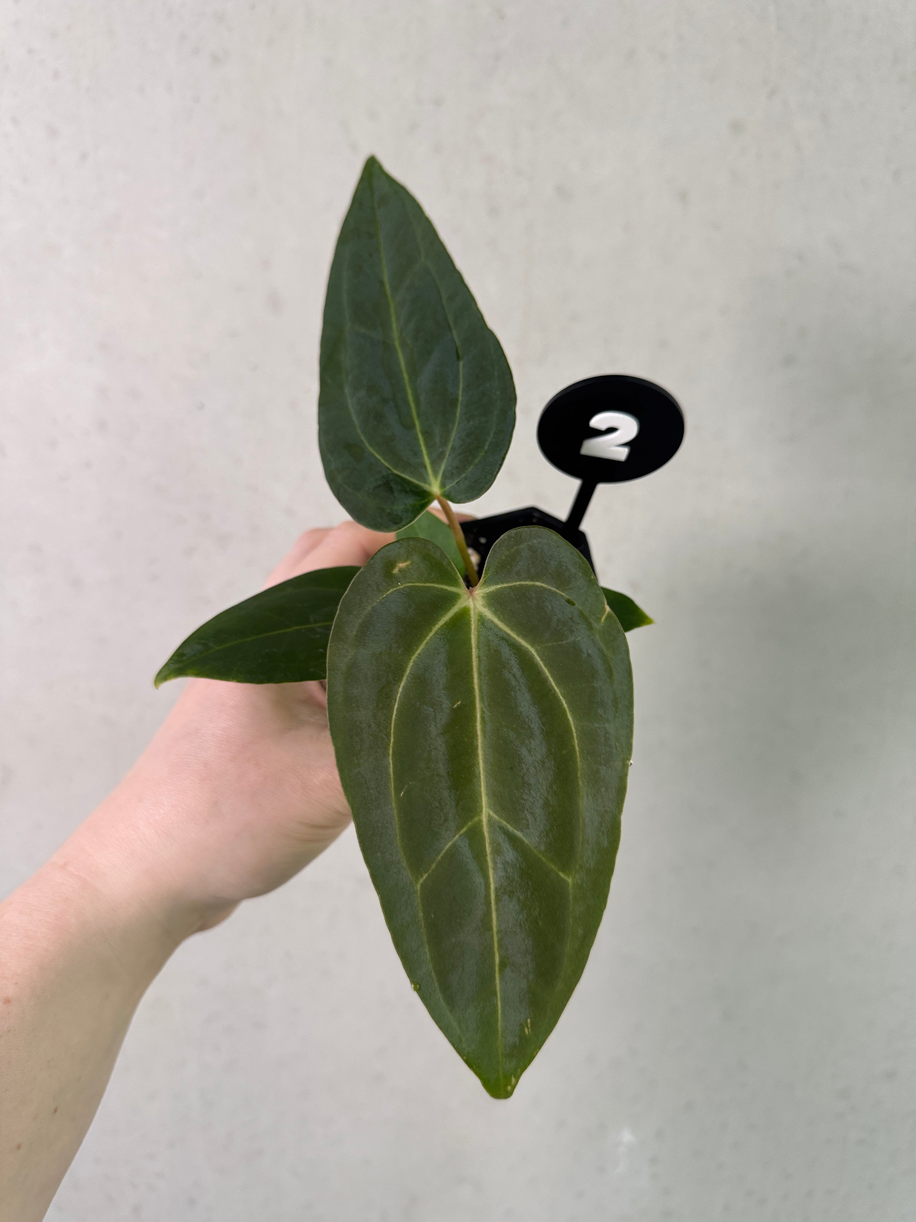 Anthurium Fort Sherman S1 x Carlablackiae x