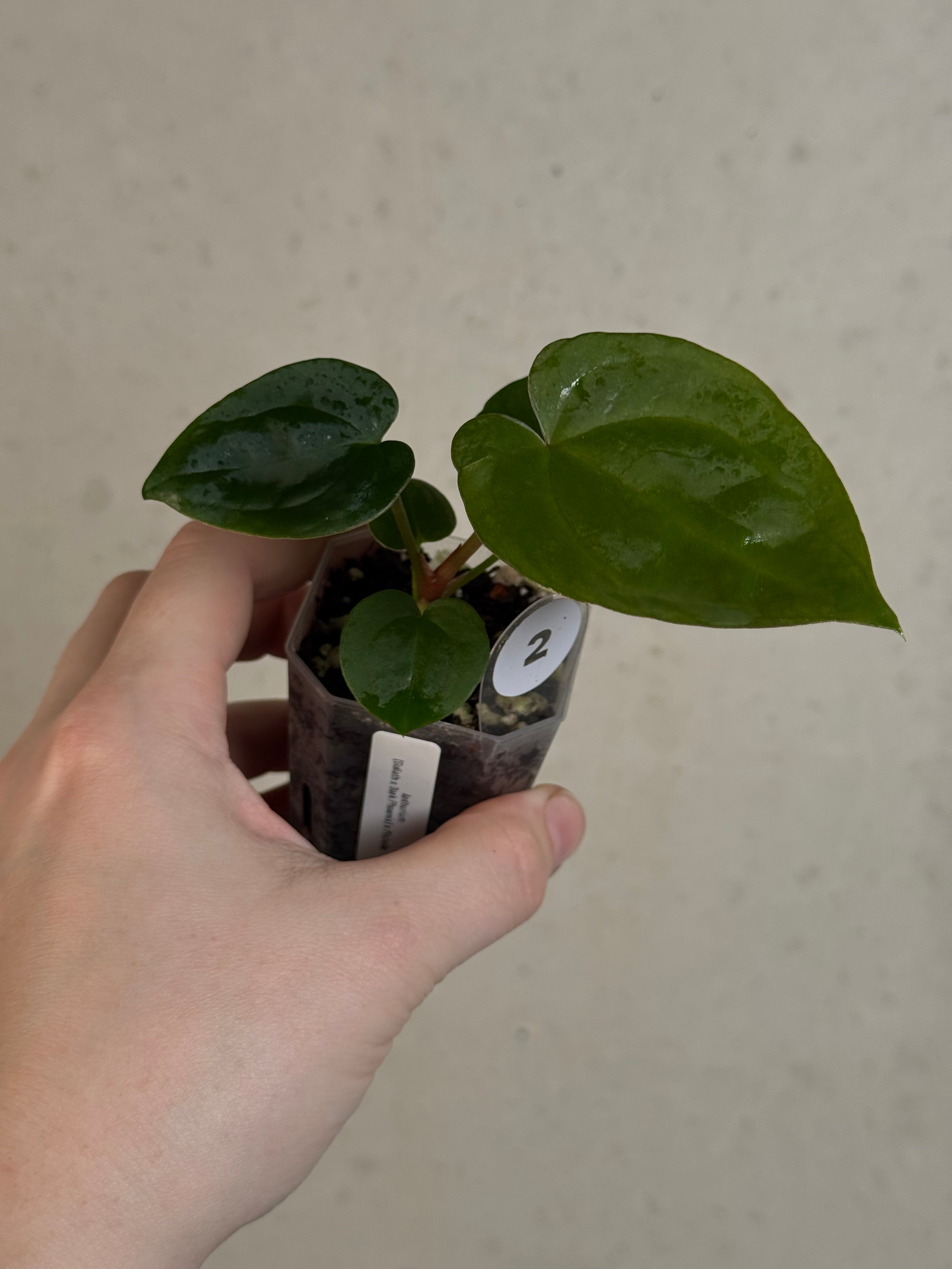 Anthurium (Goliath x Dark Phoenix) x Michelle