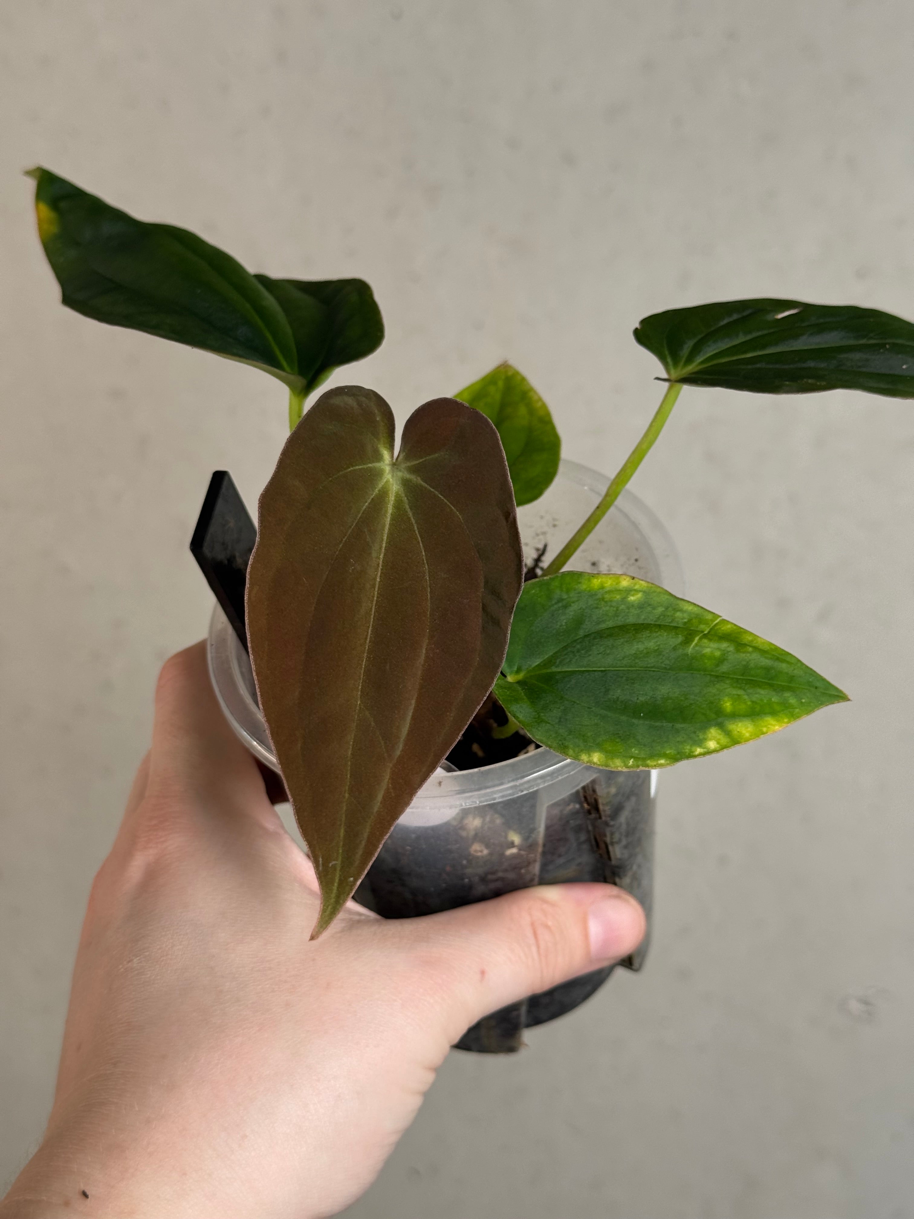 Anthurium Antolakii (BVEP) ‘Round’ x RA1 F2