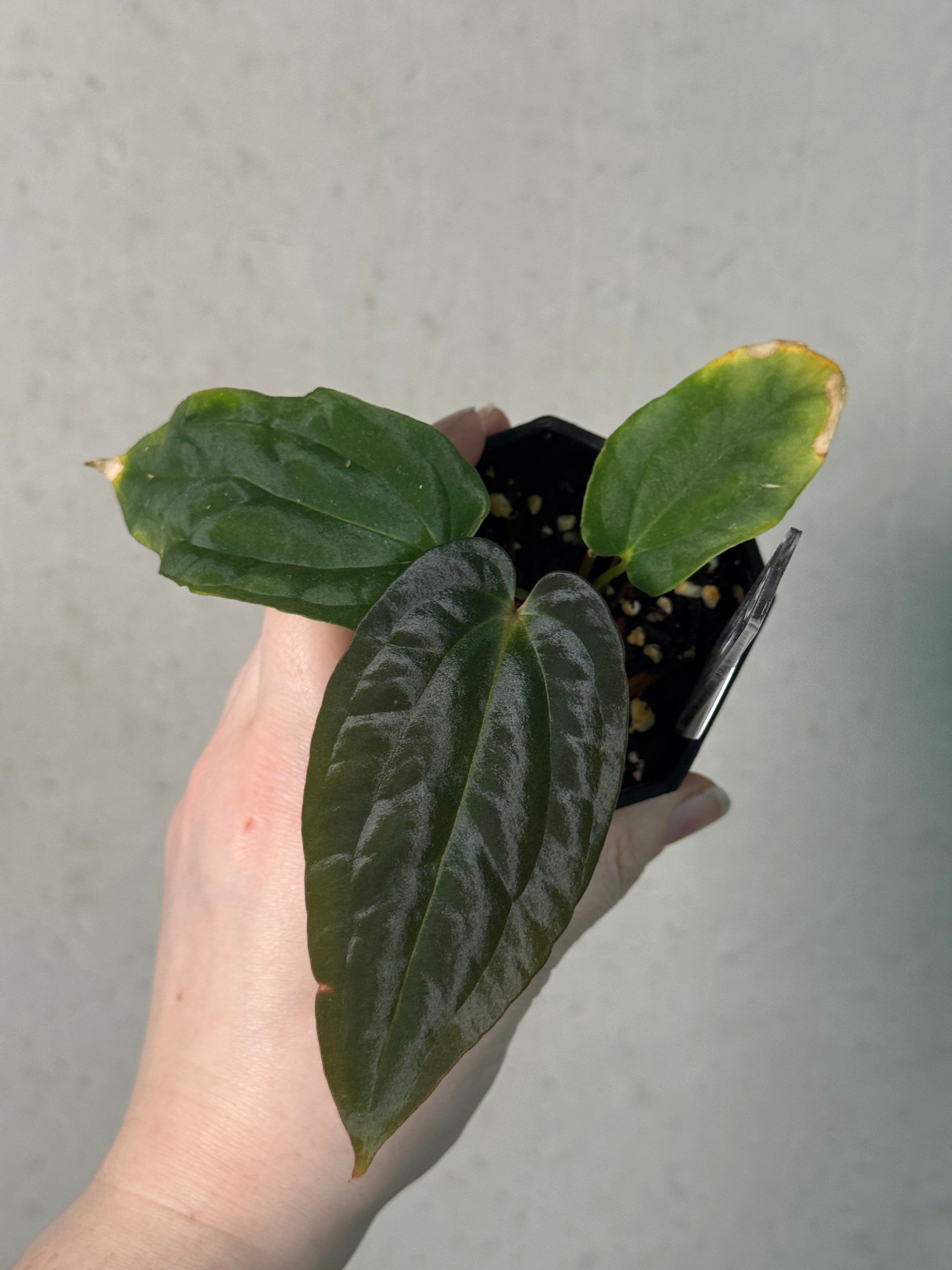 Anthurium BVEP ('Round' x RA1) x (WU1 x 'Oliver')