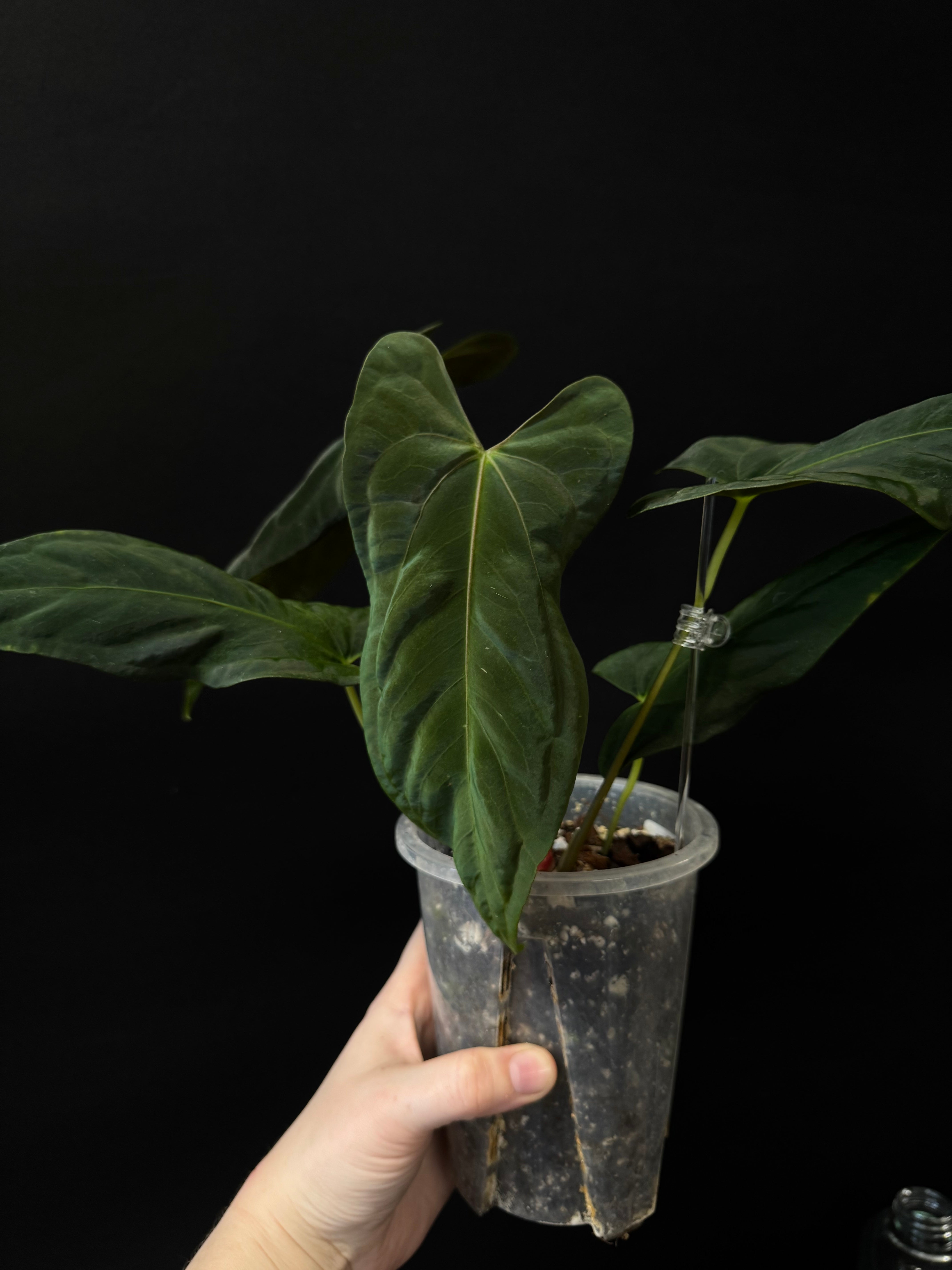 Anthurium Papillilaminum 'Marie' x FSxRL 'Grim Reaper'