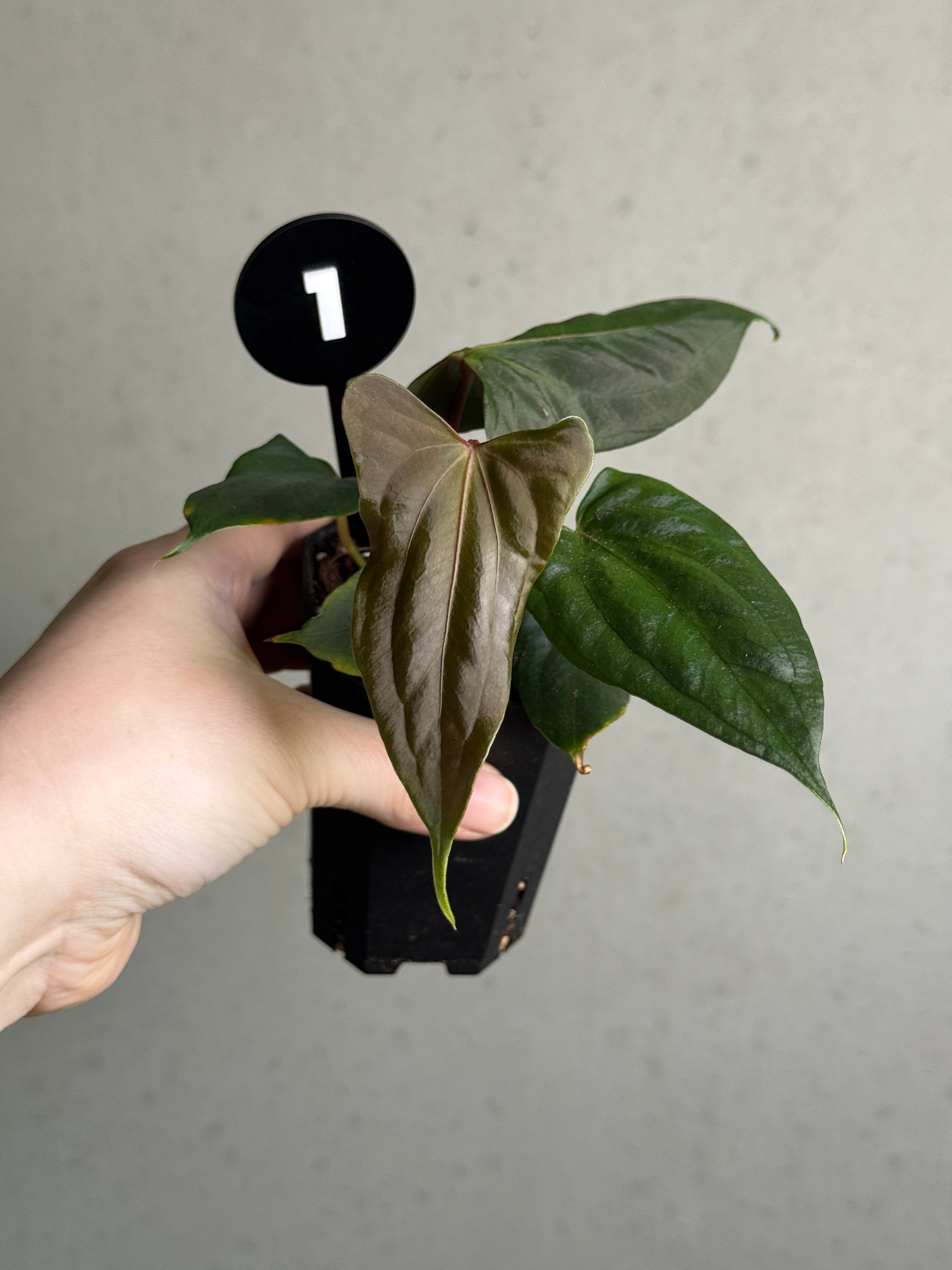 Anthurium FSxRL 'Shadow Reaper' x ‘Grim Reaper’