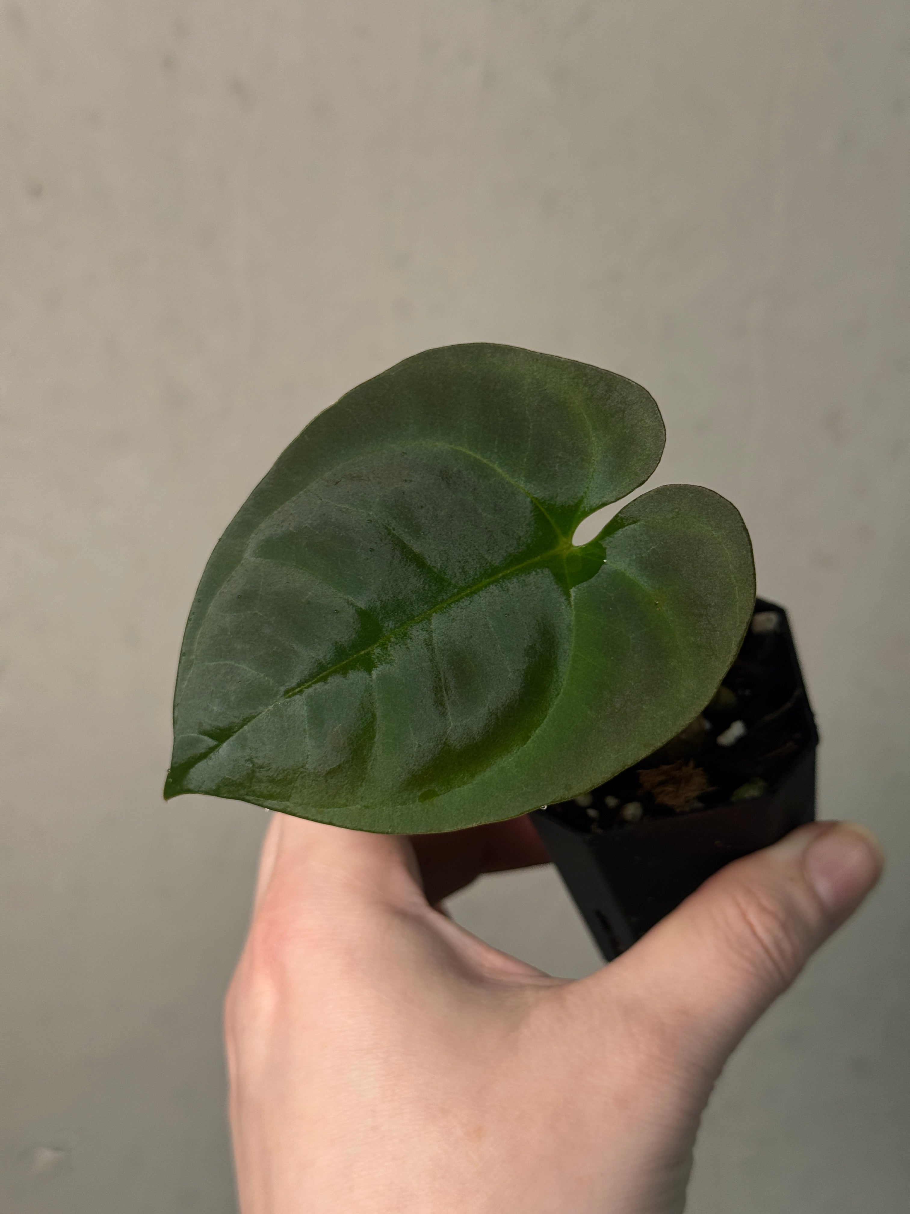 NFS: Anthurium Goliath - SMUKHI