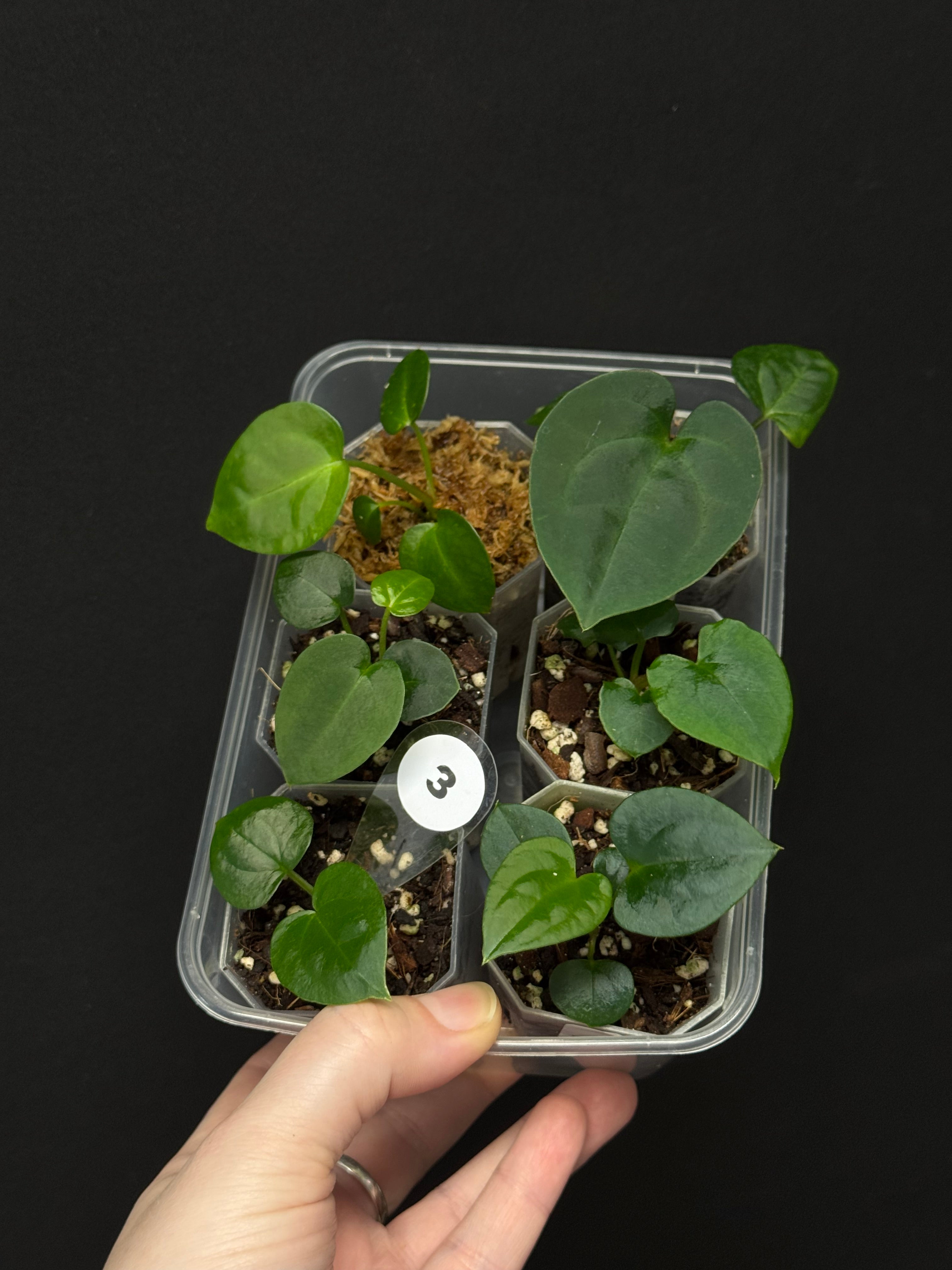 Baby Plant Bundle - Various plants