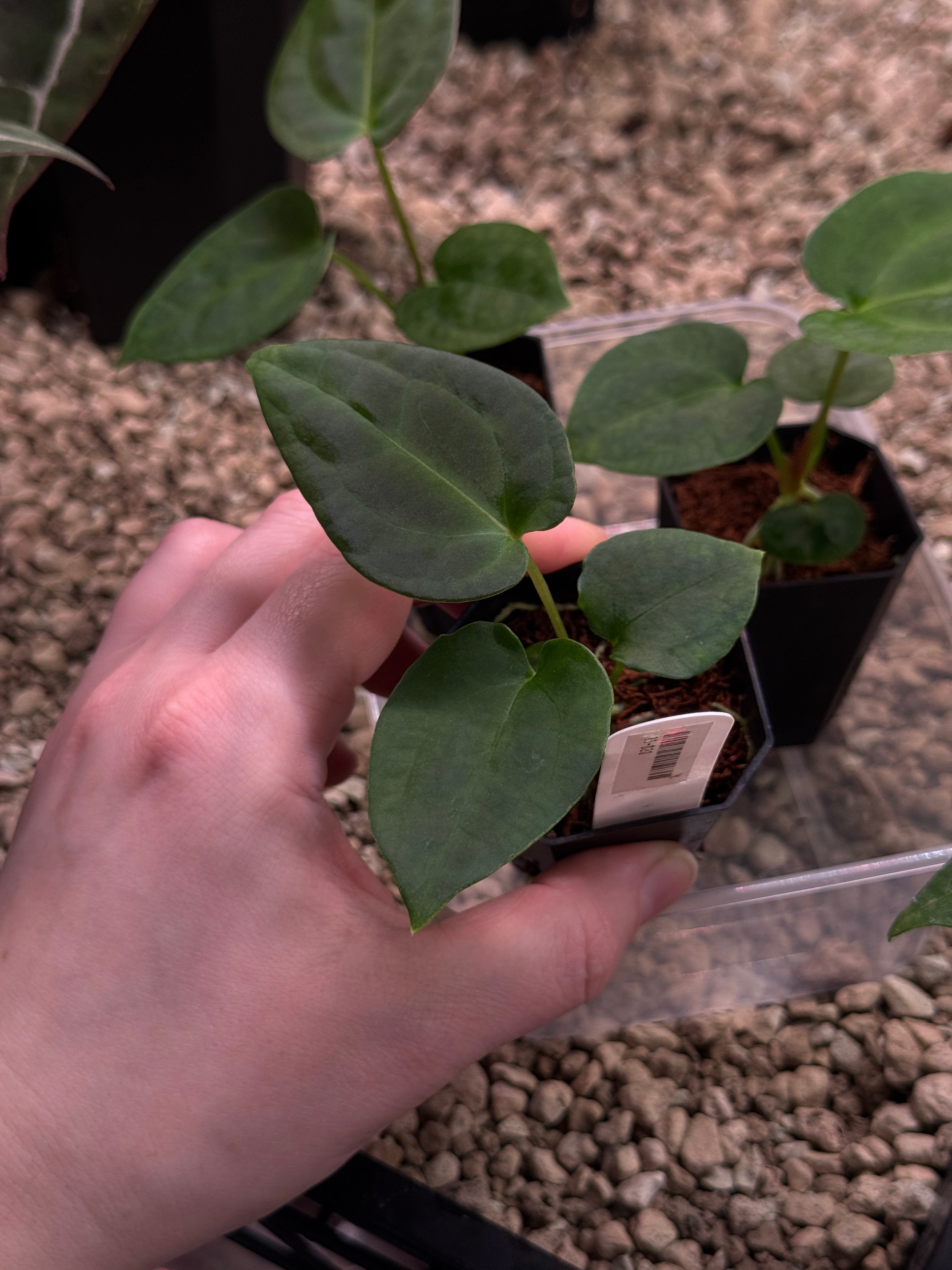 Anthurium Goliath x Dark Phoenix OR Forgetii Dark Form