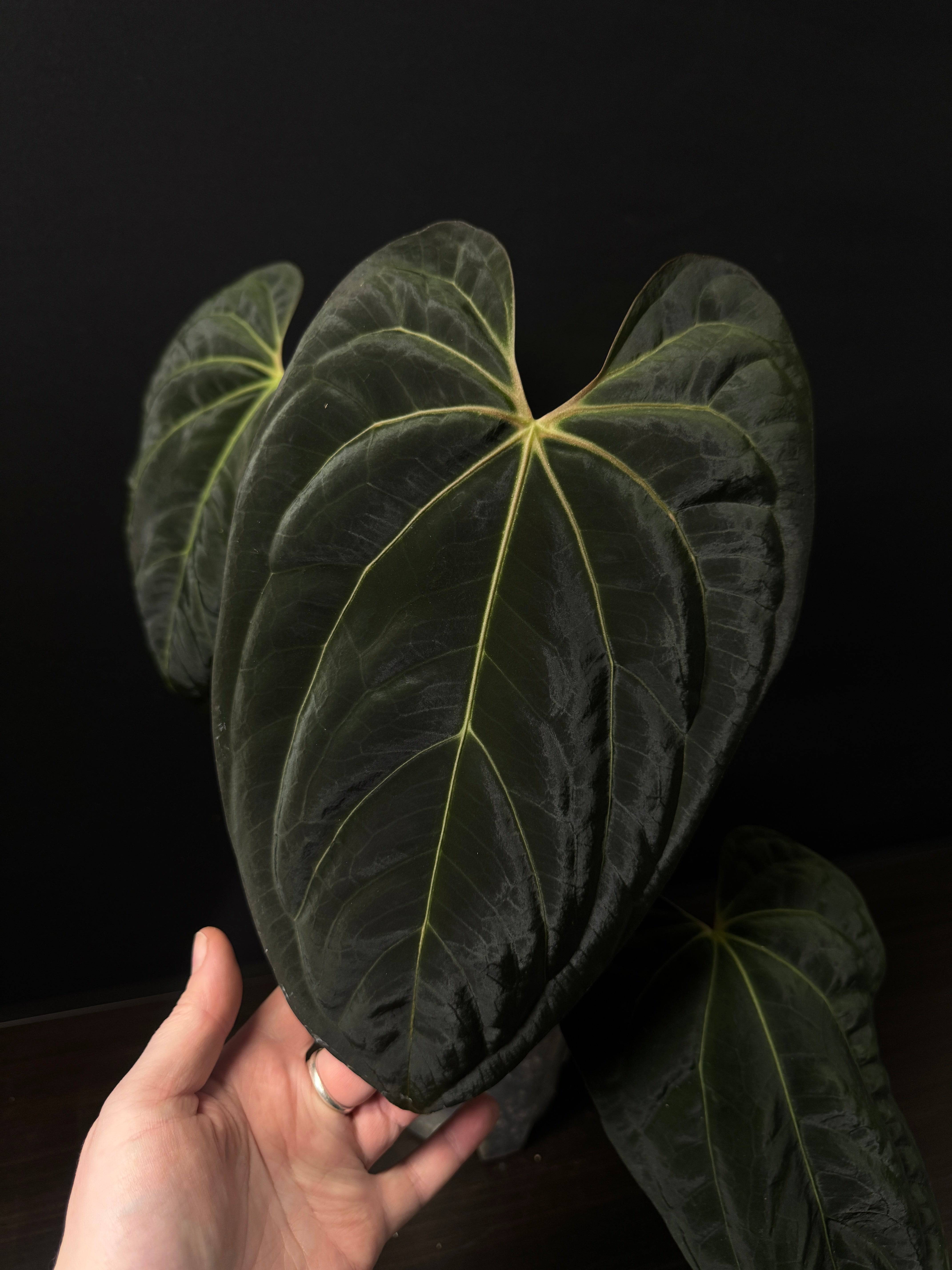 NFS: Anthurium Papillilaminum 'Lunox' S1 - SMUKHI
