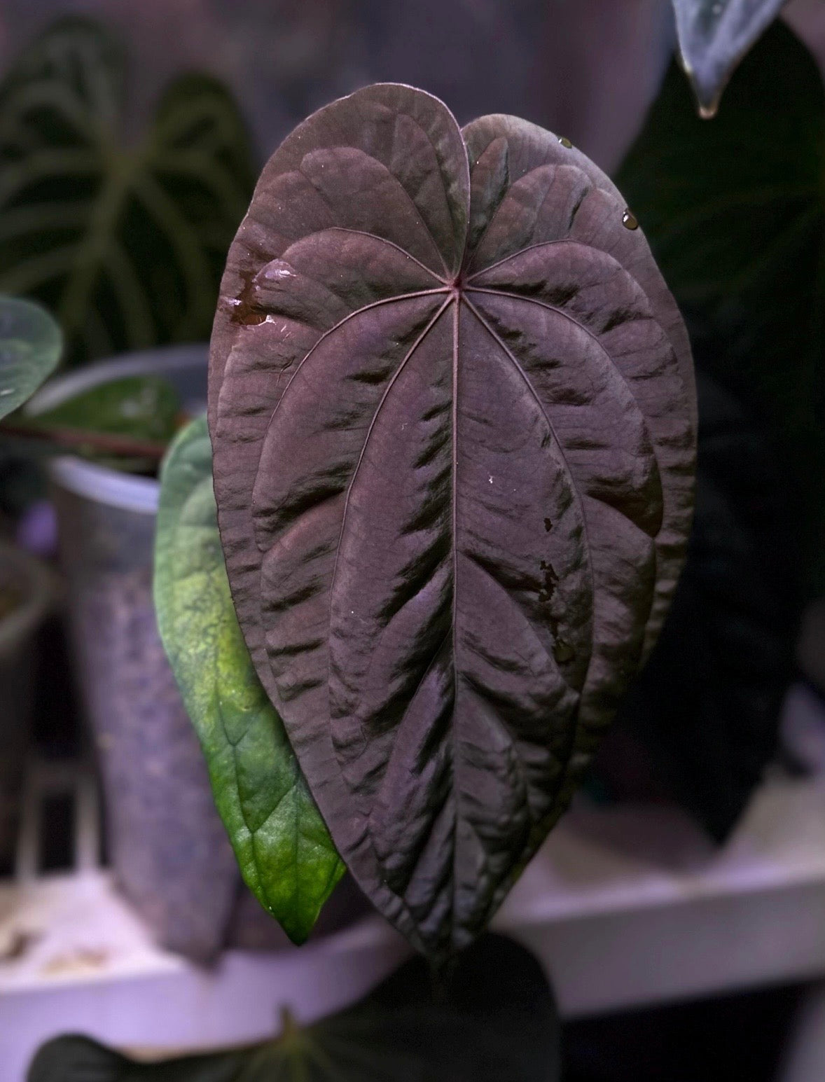 Anthurium Dressleri NSE 'Obsidian' plant with dark glossy leaves, cultivated by AABexotics, shown in close-up.