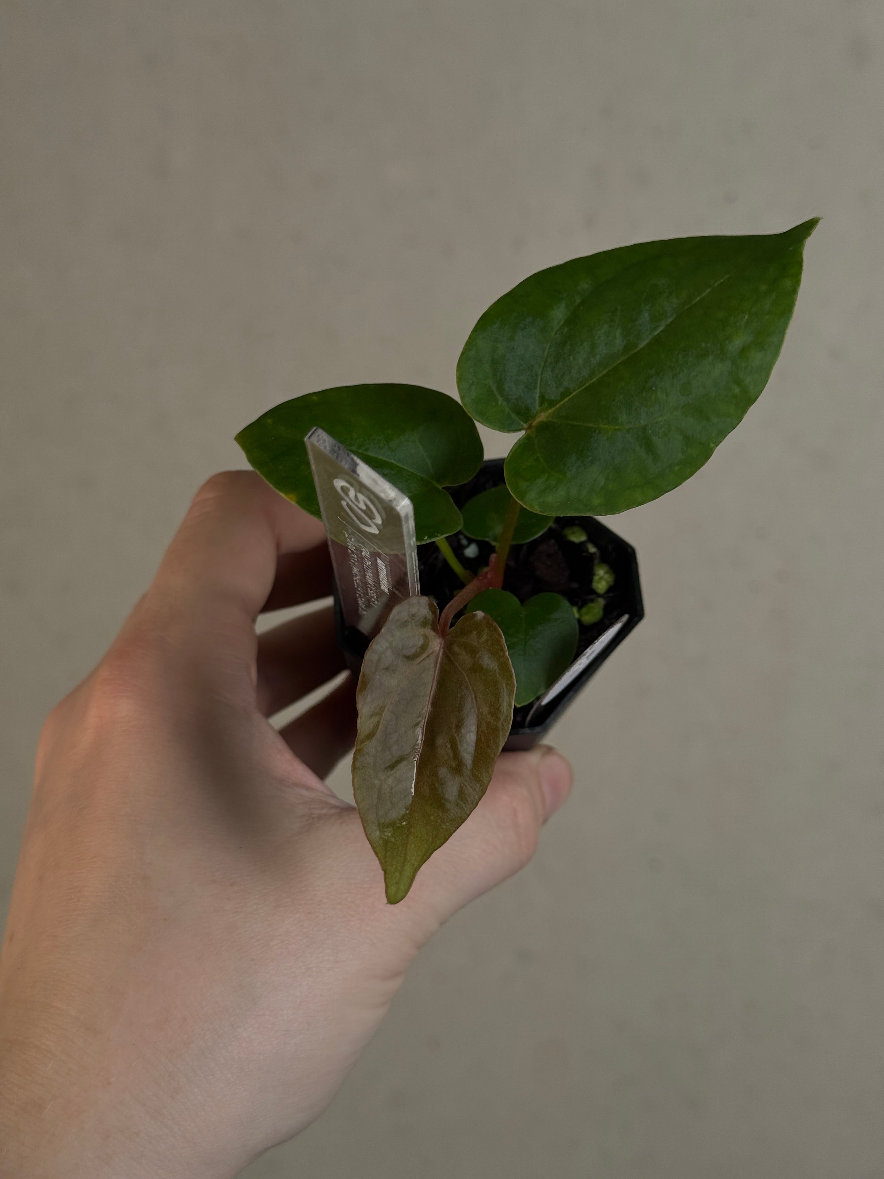 Anthurium (Ralph Lynam x self) x (Zara '29' x (Michelle x Zara '28'))