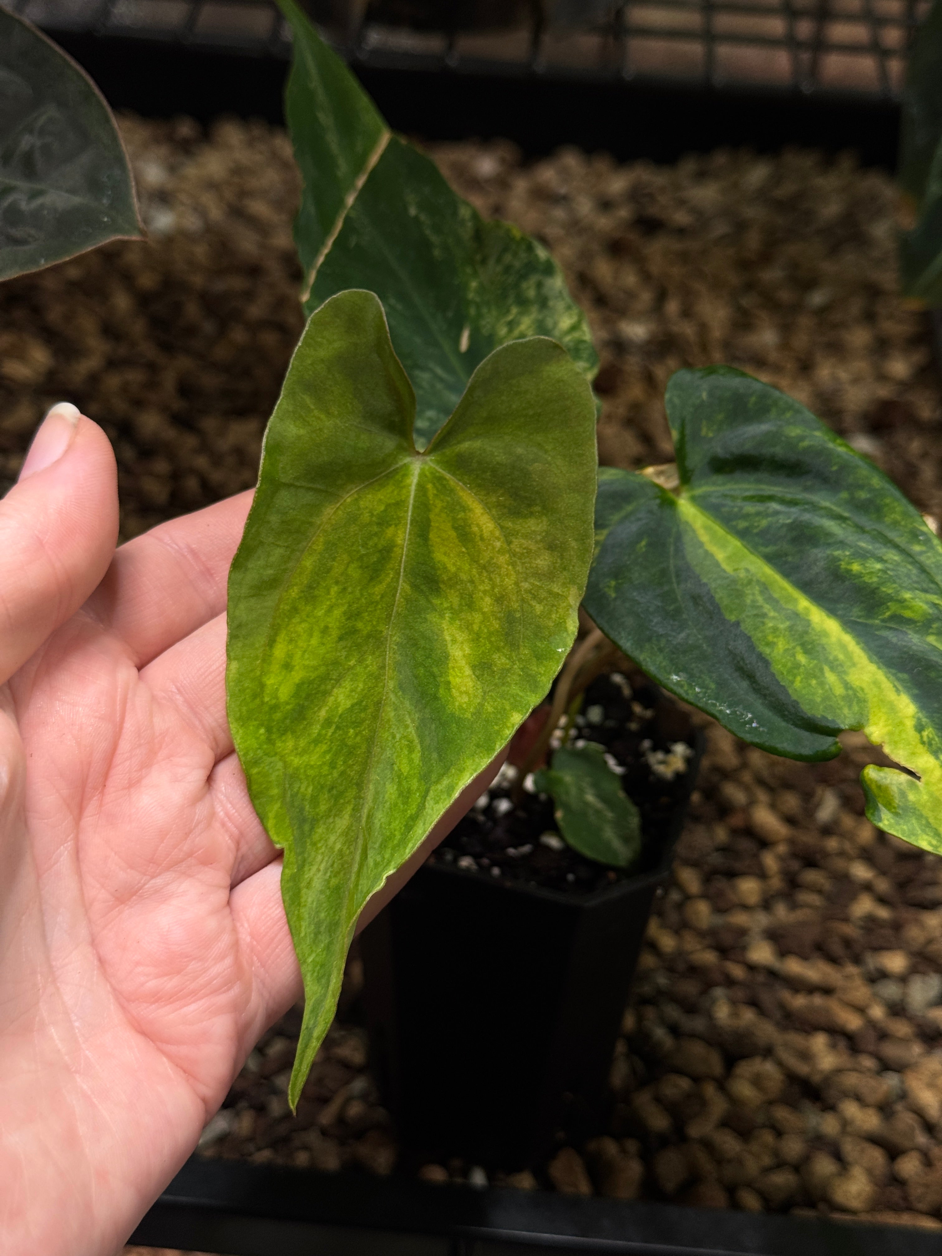 NFS: Anthurium (Papillilaminum x Warocqueanum) x (Ralph Lynam x Carlablackiae)