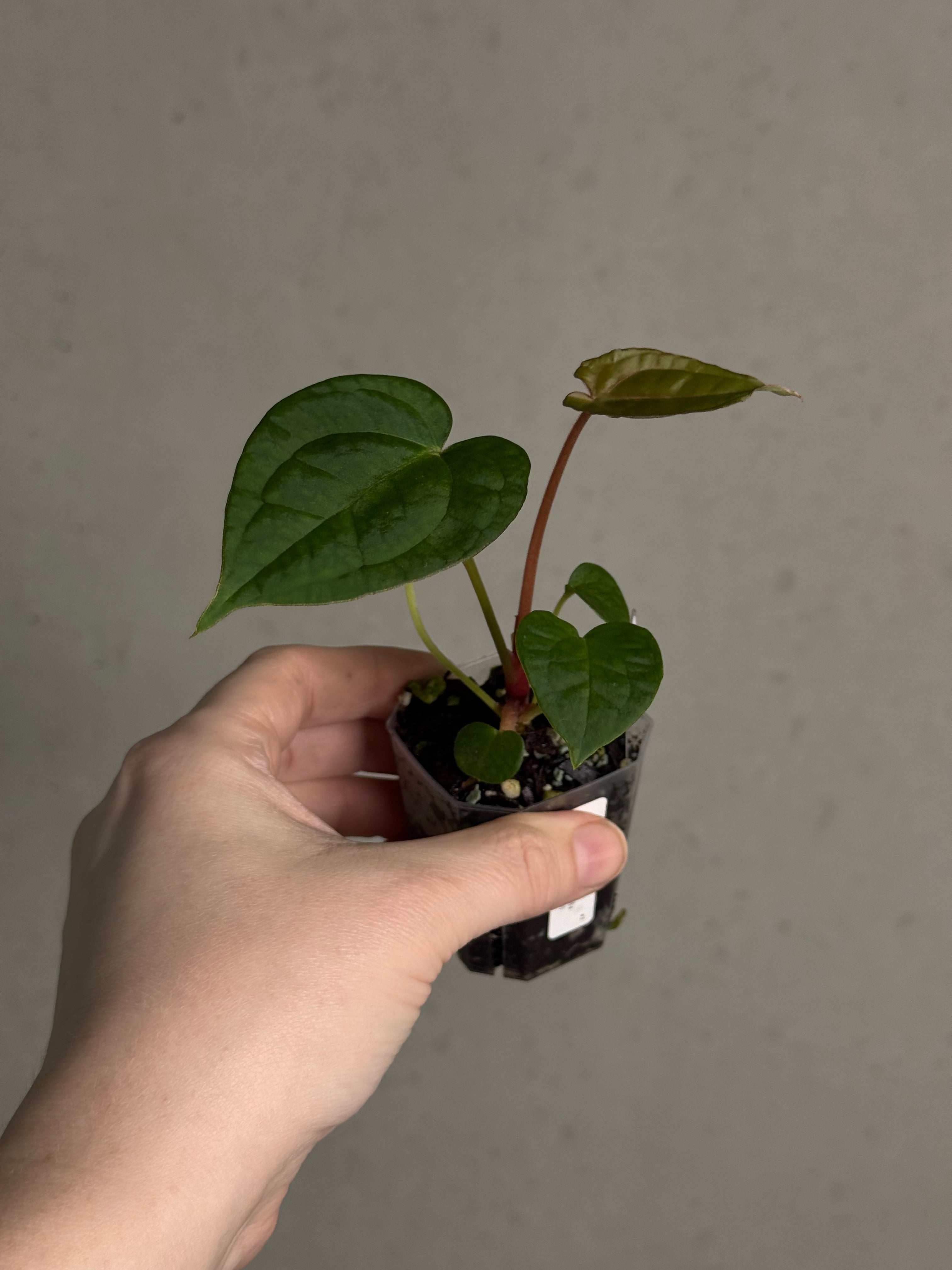 Anthurium (Blue Papillilaminum x Forgetii) x (Papillilaminum XOne x XOne) - SMUKHI