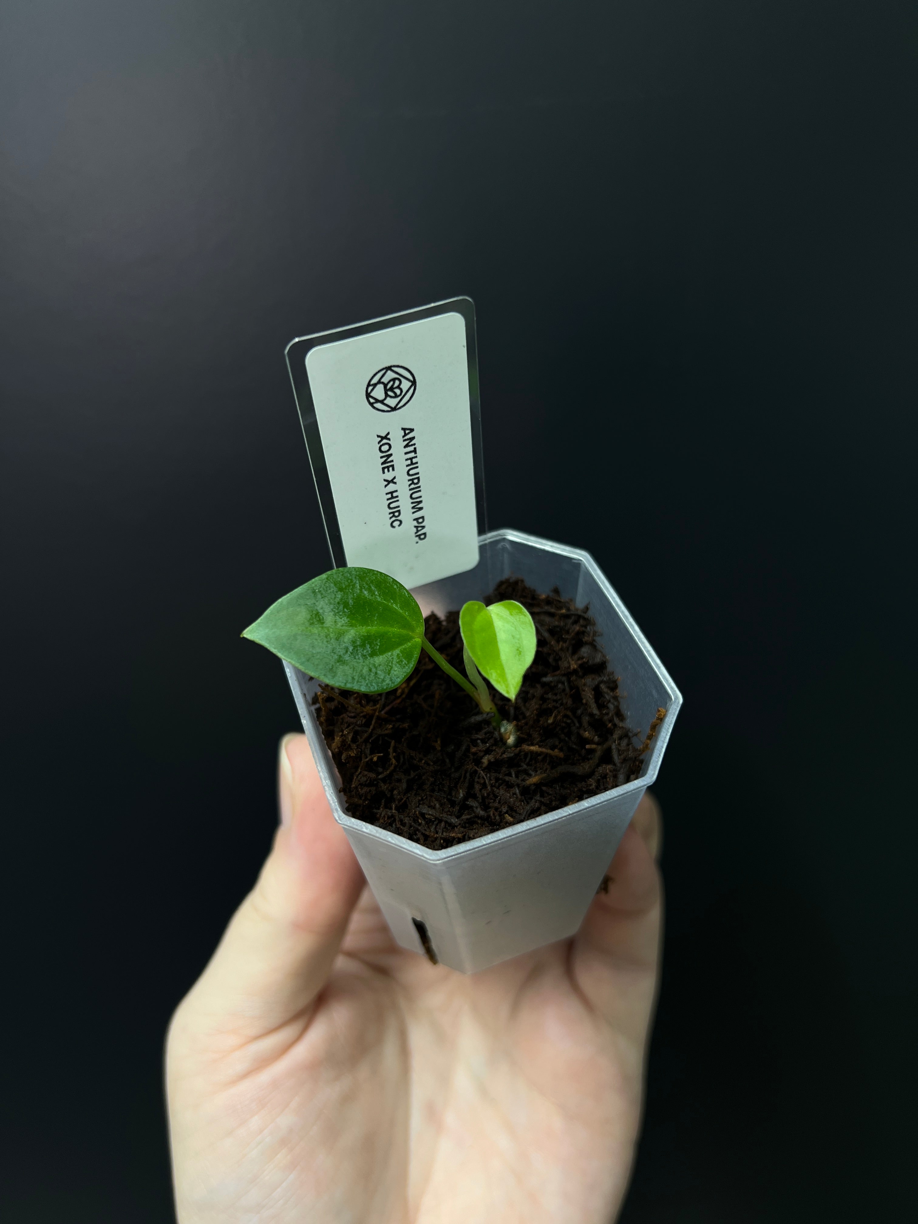 Anthurium Xone x HUxRC - Seedling