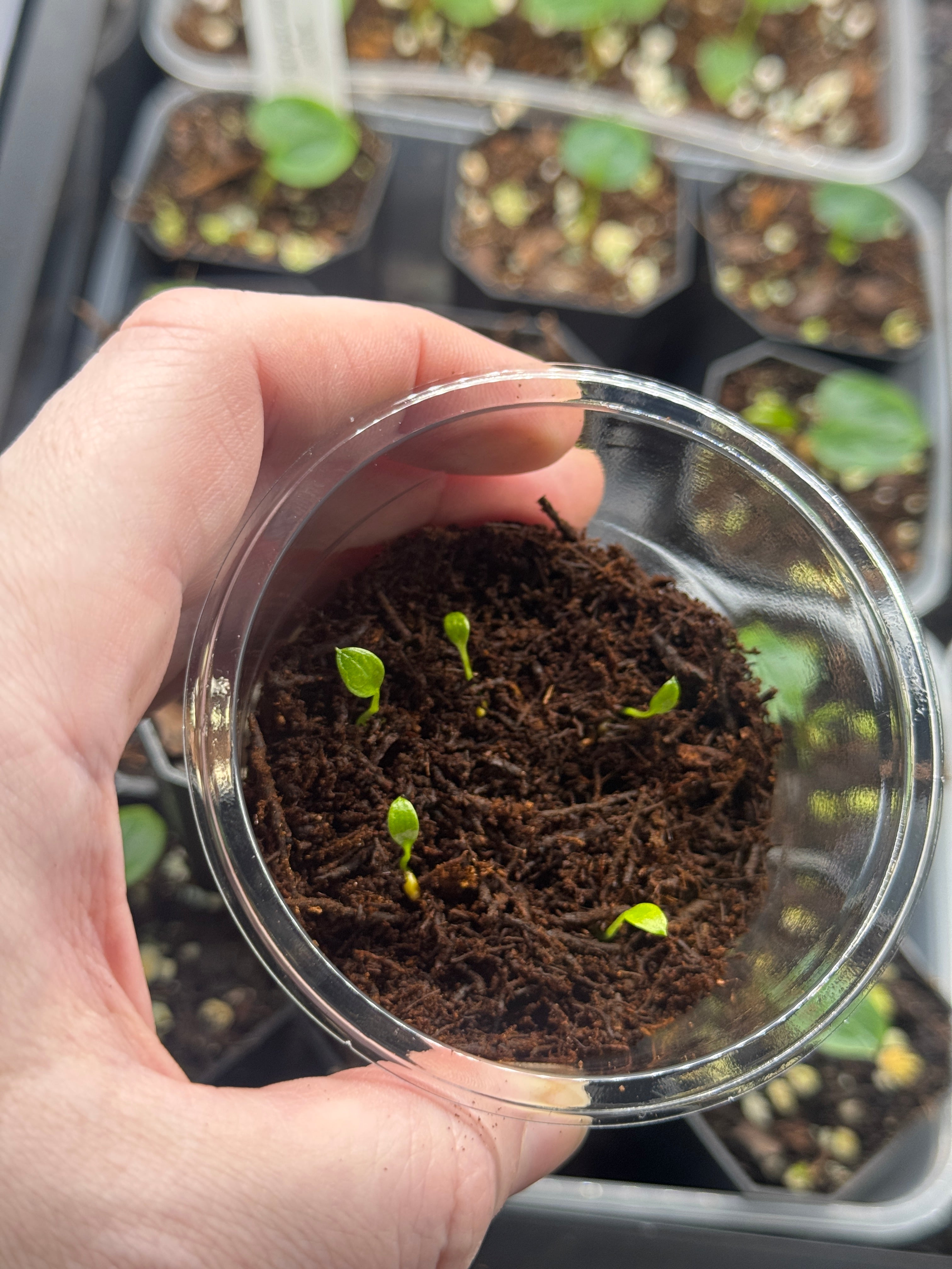 Anthurium Peltigerum S1 (sets) - SMUKHI