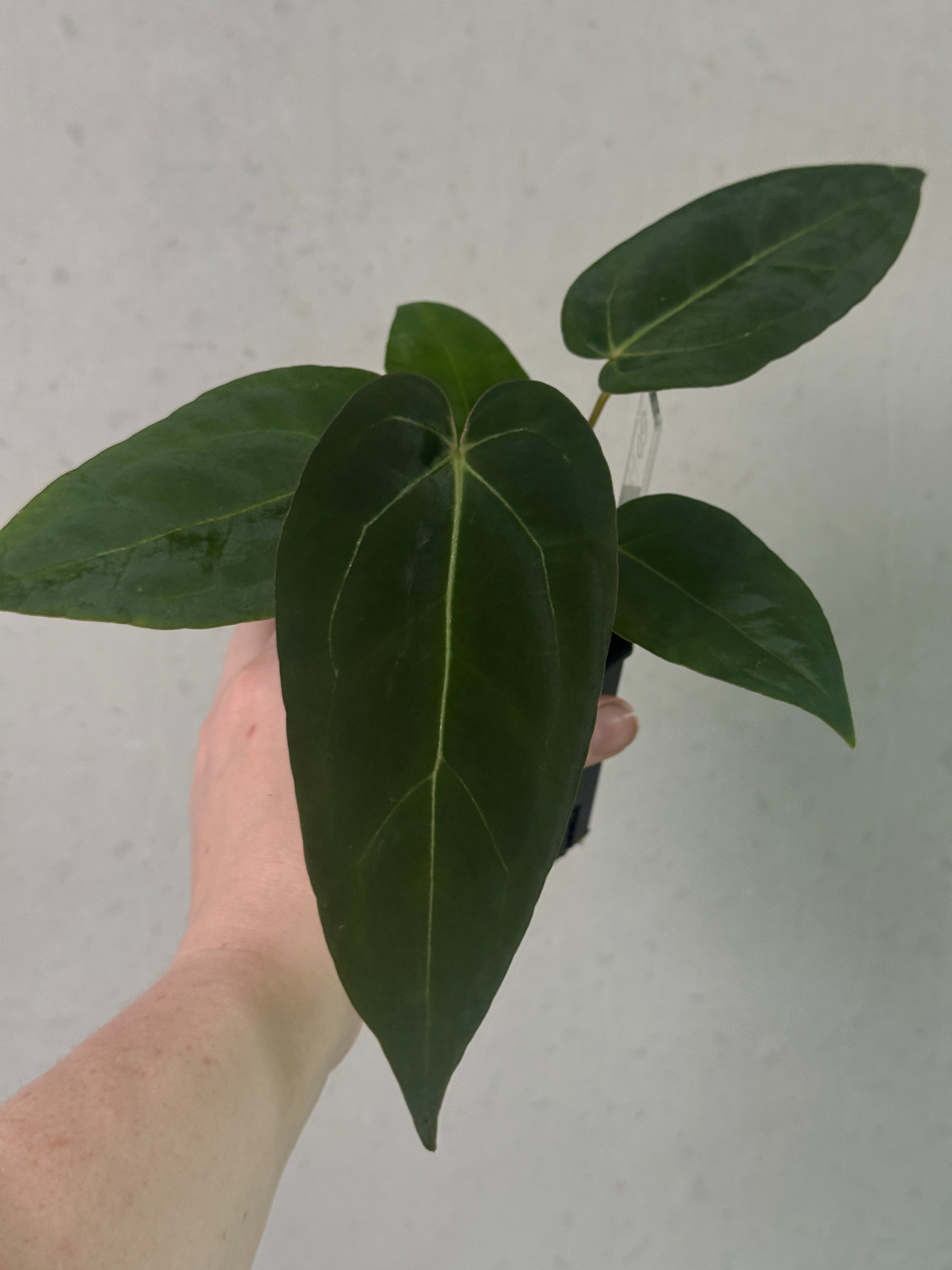 Anthurium Tim Anderson ‘Stripey’ cross with Portillae ‘Dorito’ plant, vibrant green leaves with striking variegation, by Granthuriums.