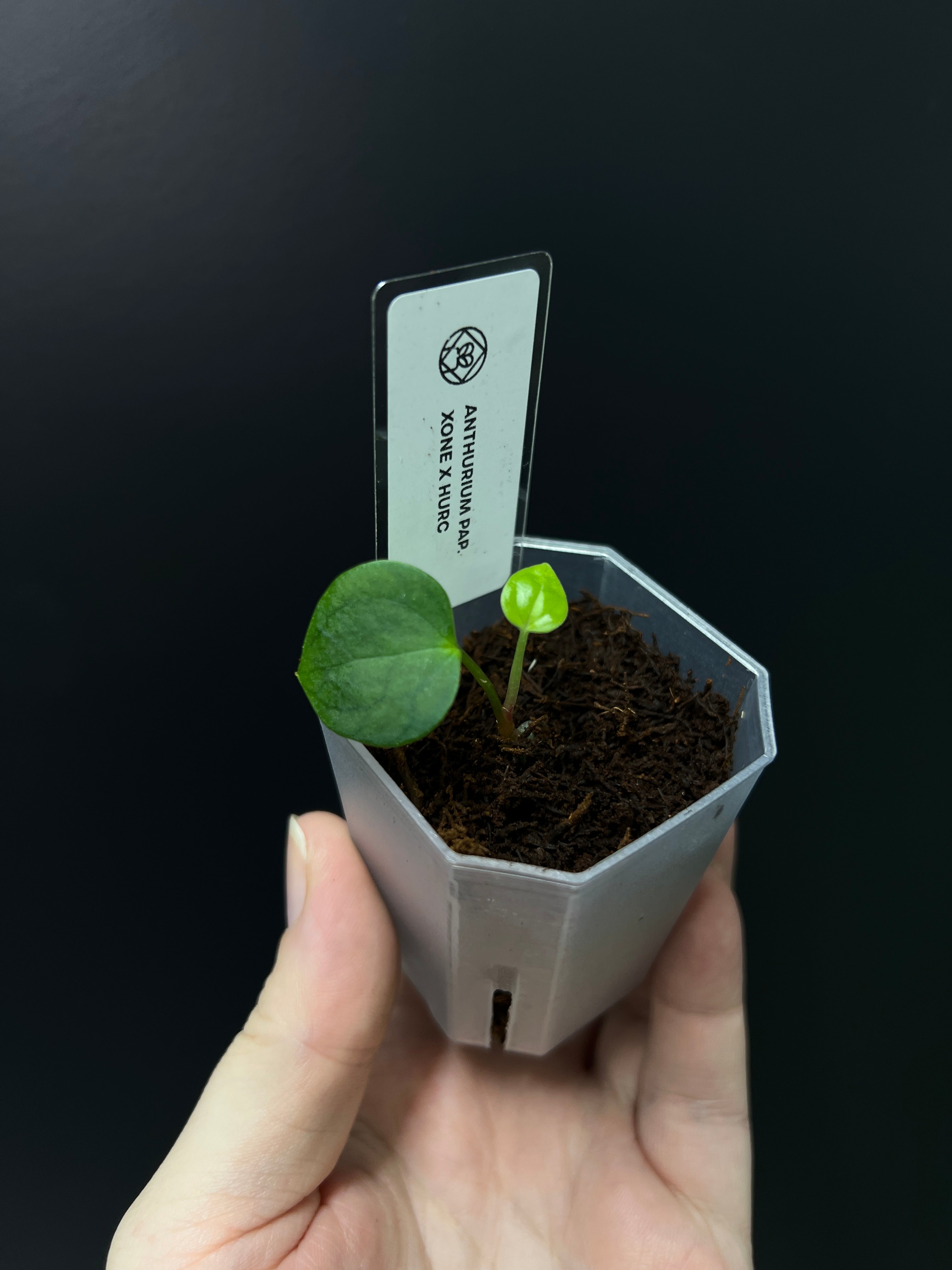 Anthurium Xone x HUxRC - Seedling