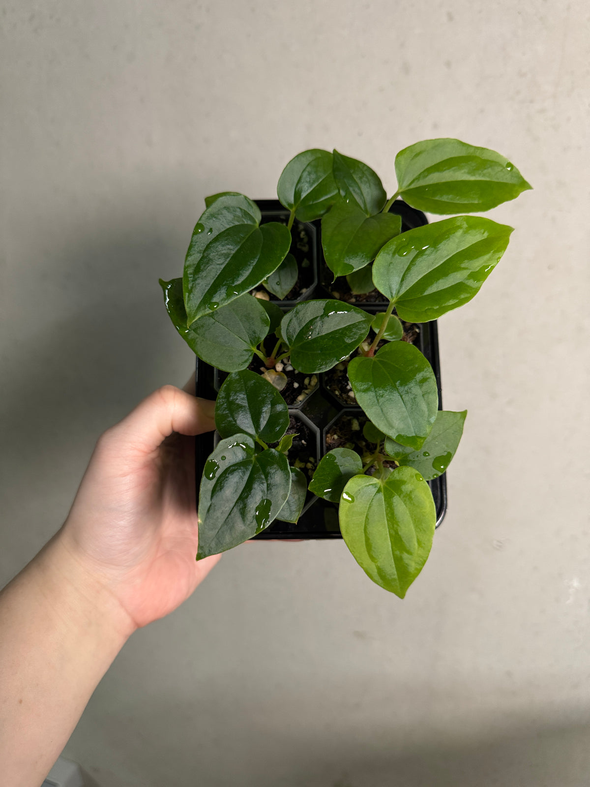 Variegated Stingray Anthurium RLxFS x Debile plant with lush green and variegated leaves, vibrant and detailed in natural light.