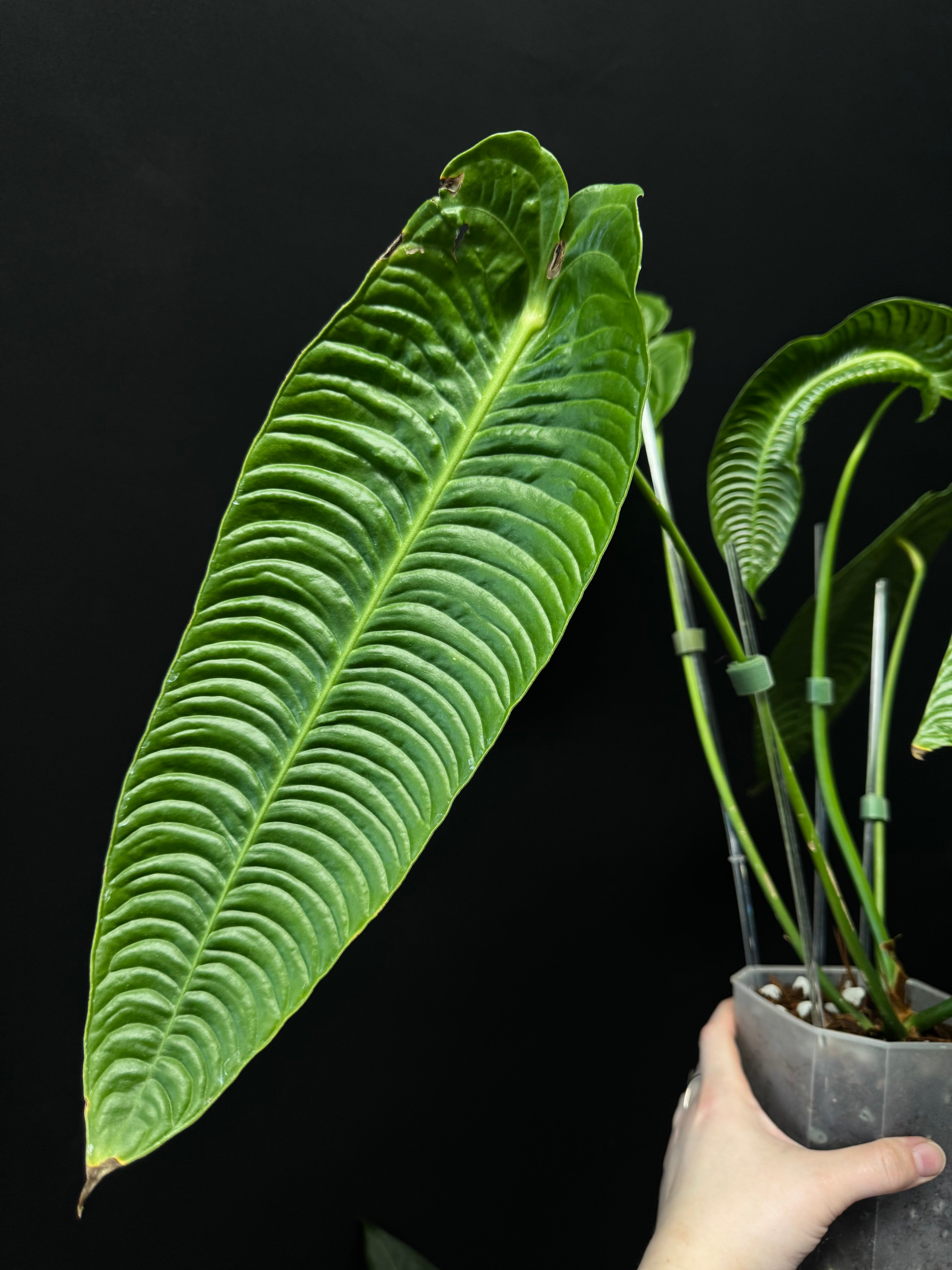 Anthurium Veitchii
