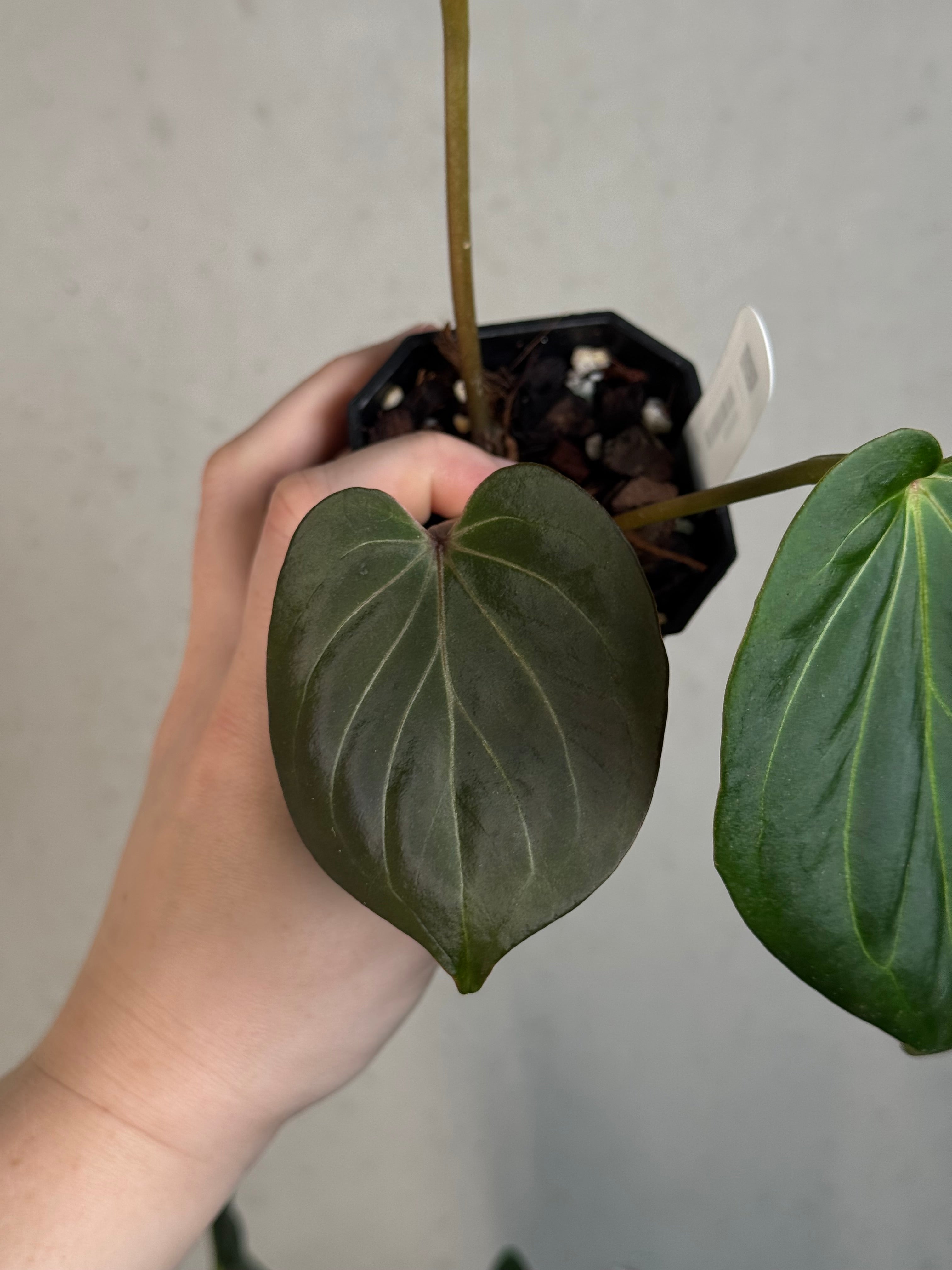 Anthurium HU (King Of Spades / HU